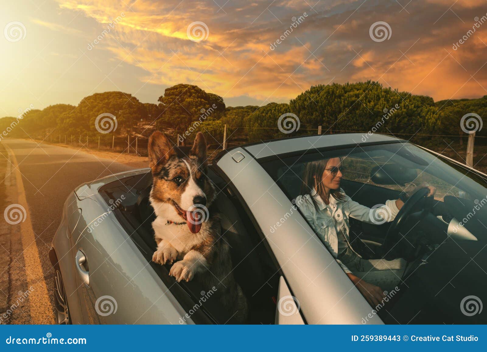 Dog takes owner for ride in dog cart 