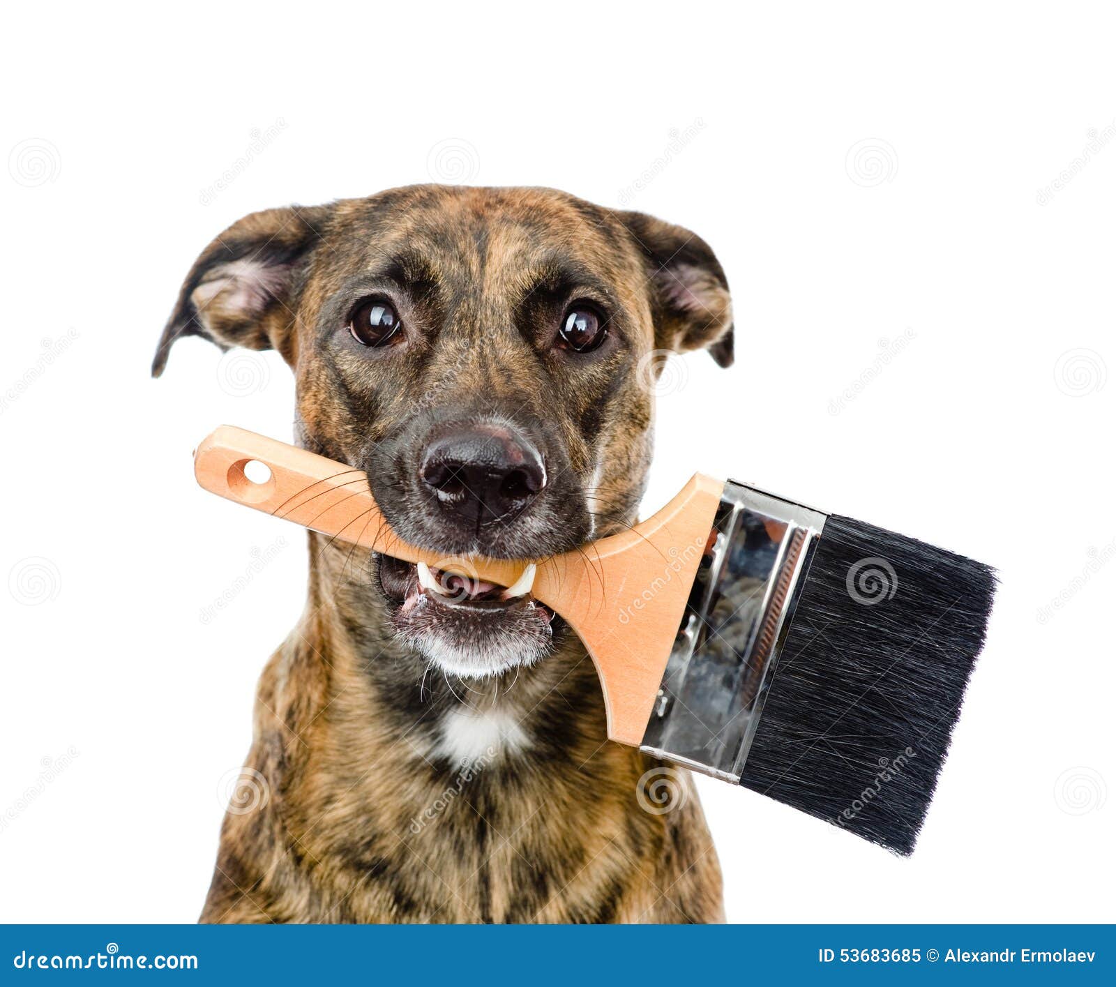 Dog with Paint Brush. Isolated on White Background Stock Image Image