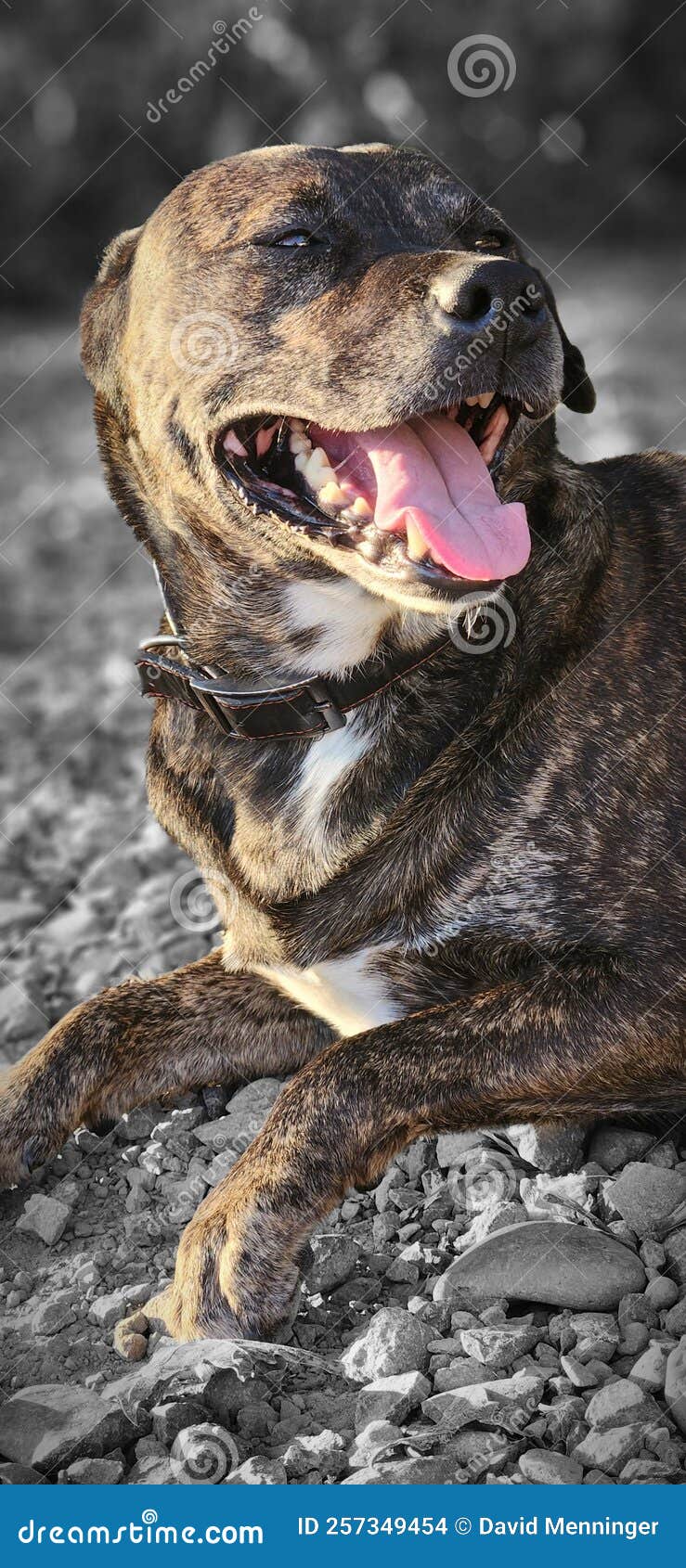 Dog Panting Heavily stock photo. Image of rocks, pant 257349454
