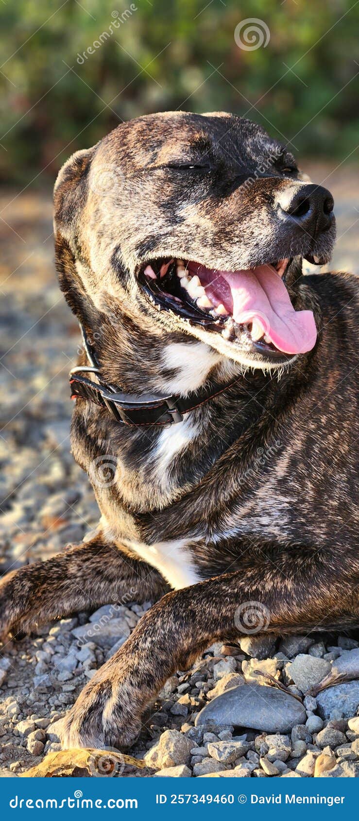 Dog Panting Heavily stock photo. Image of snout, heavily 257349460