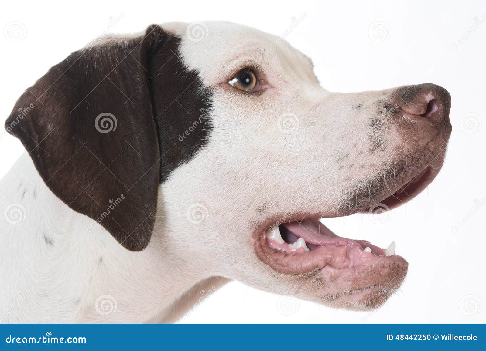 Dog panting stock photo. Image of teeth, hunter, breed 48442250