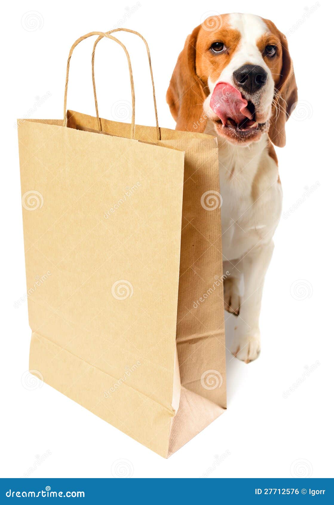 Dog with paper bag stock photo. Image of object, photograph 27712576