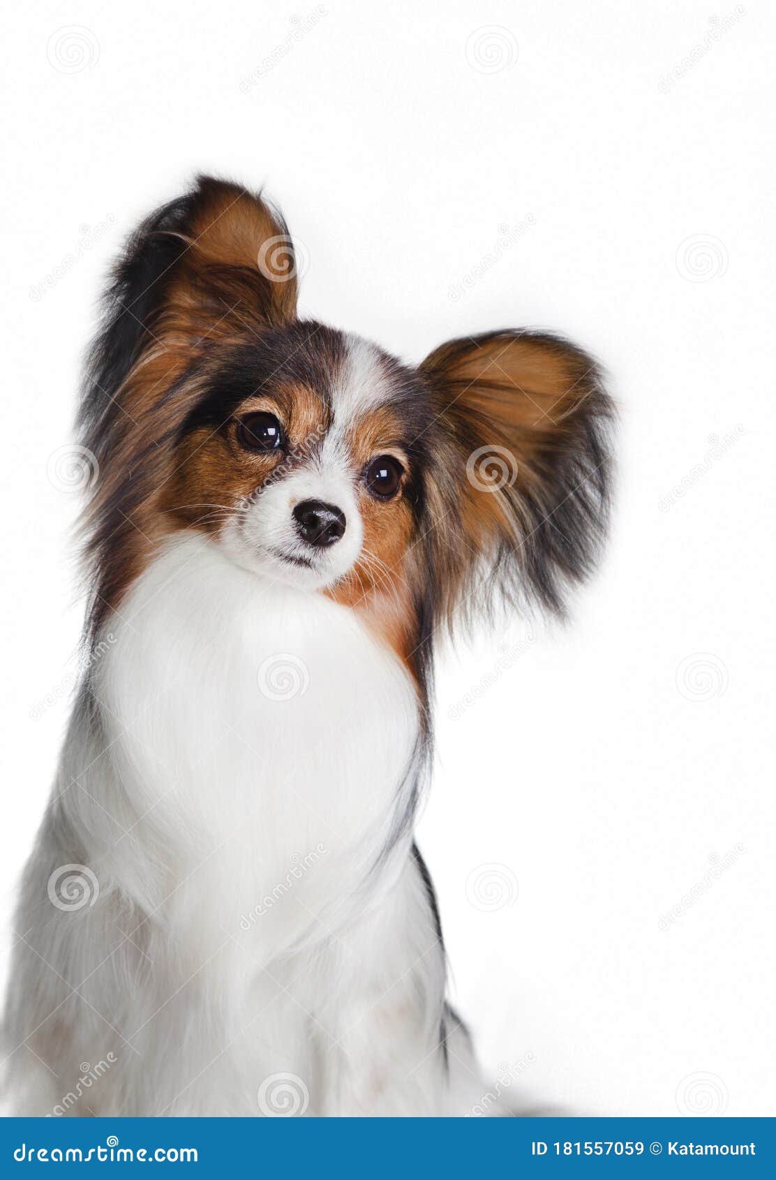 are papillon hypoallergenic