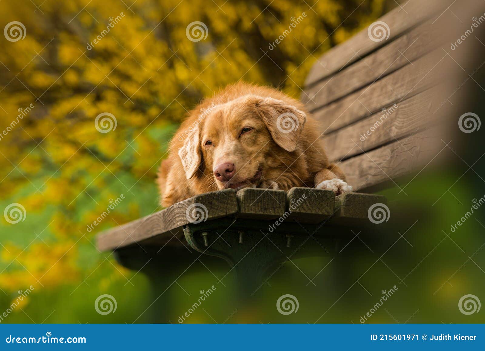 Dog on a park bench stock image. Image of forsythia - 215601971
