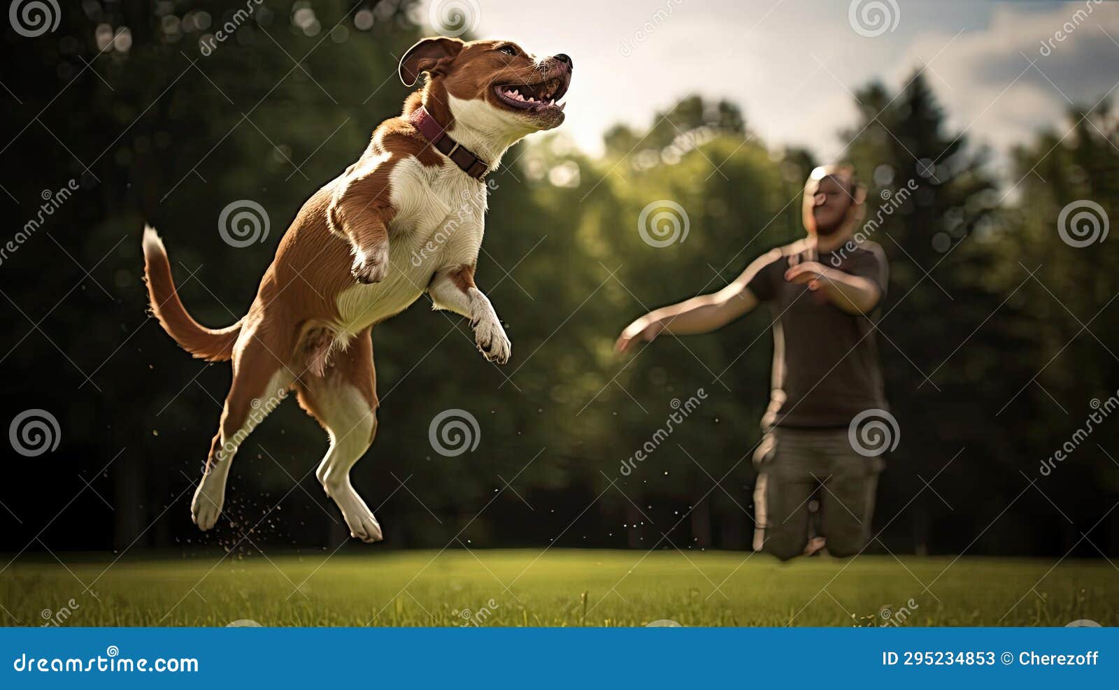 Dog in the Park Jumping for a Toy Stock Image Image of breed, funny