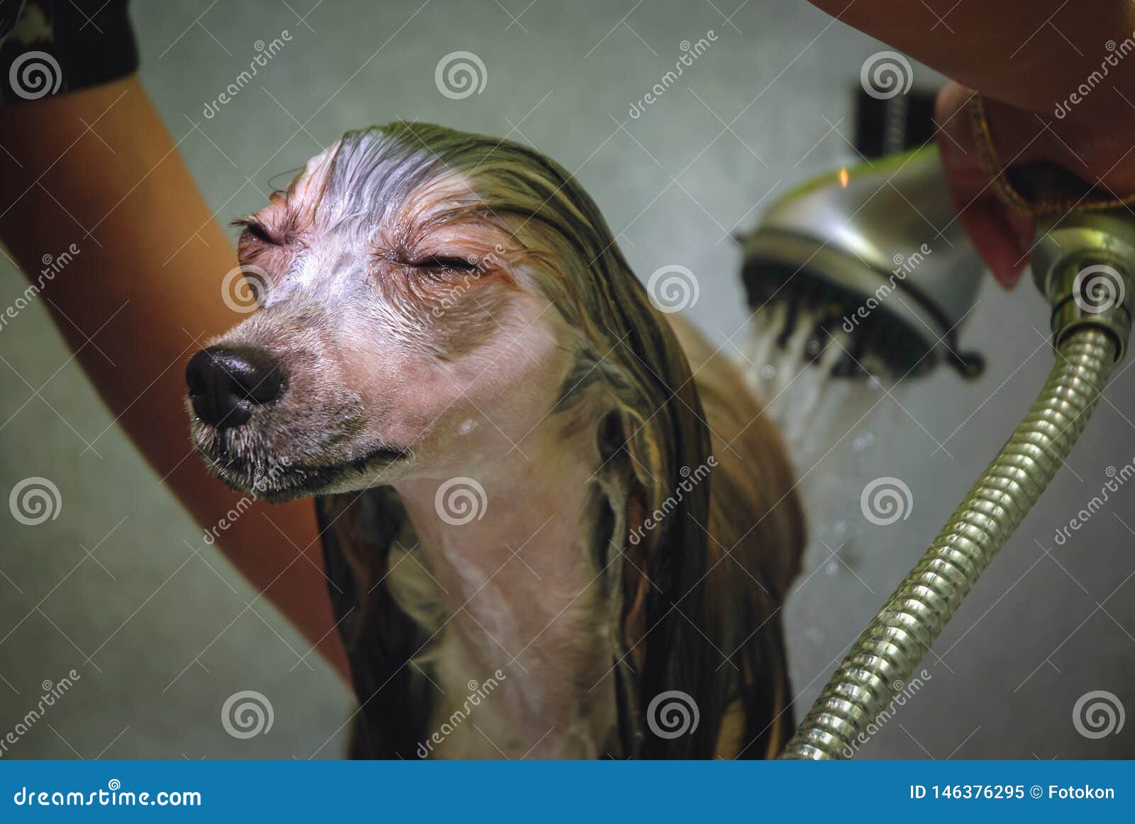 Dog Parlour in Warsaw stock image. Image of chinese