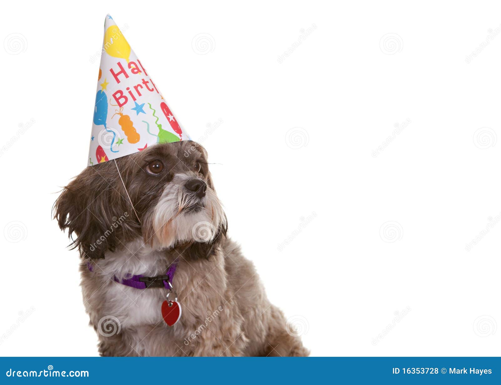 Dog with Party Hat stock photo. Image of color, birthday 16353728