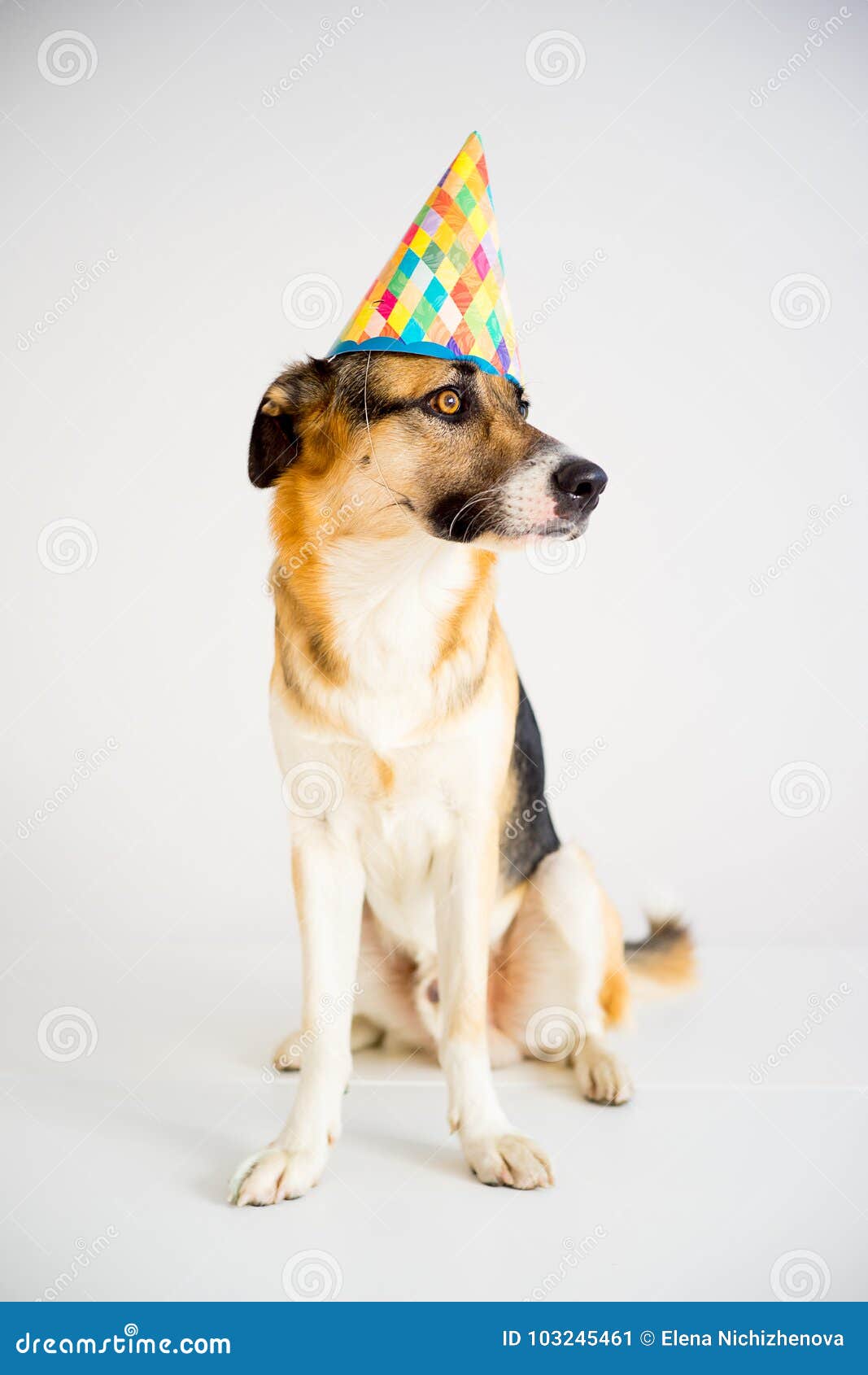 Dog in a party hat stock image. Image of cute, costume 103245461
