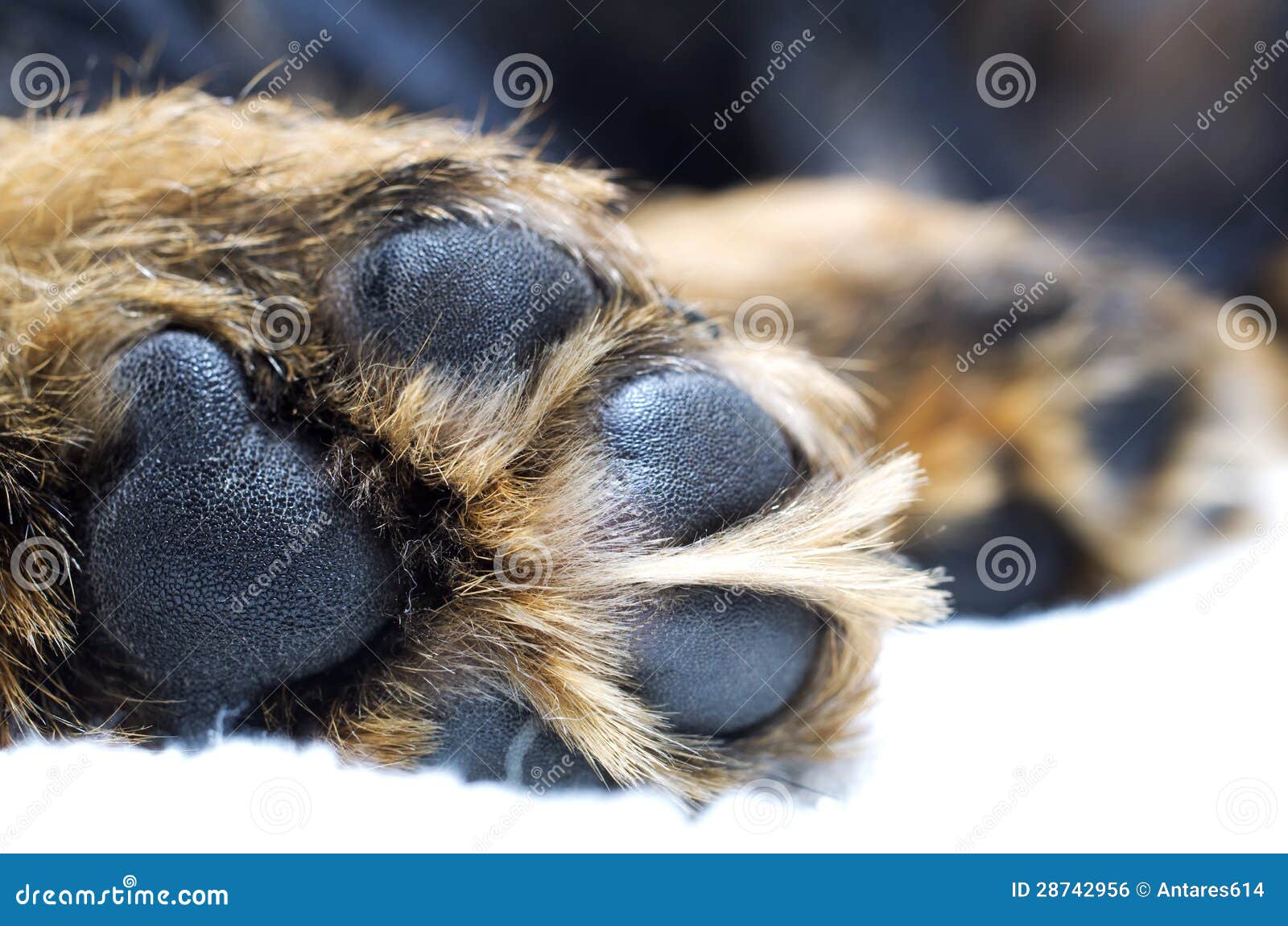 dog paw