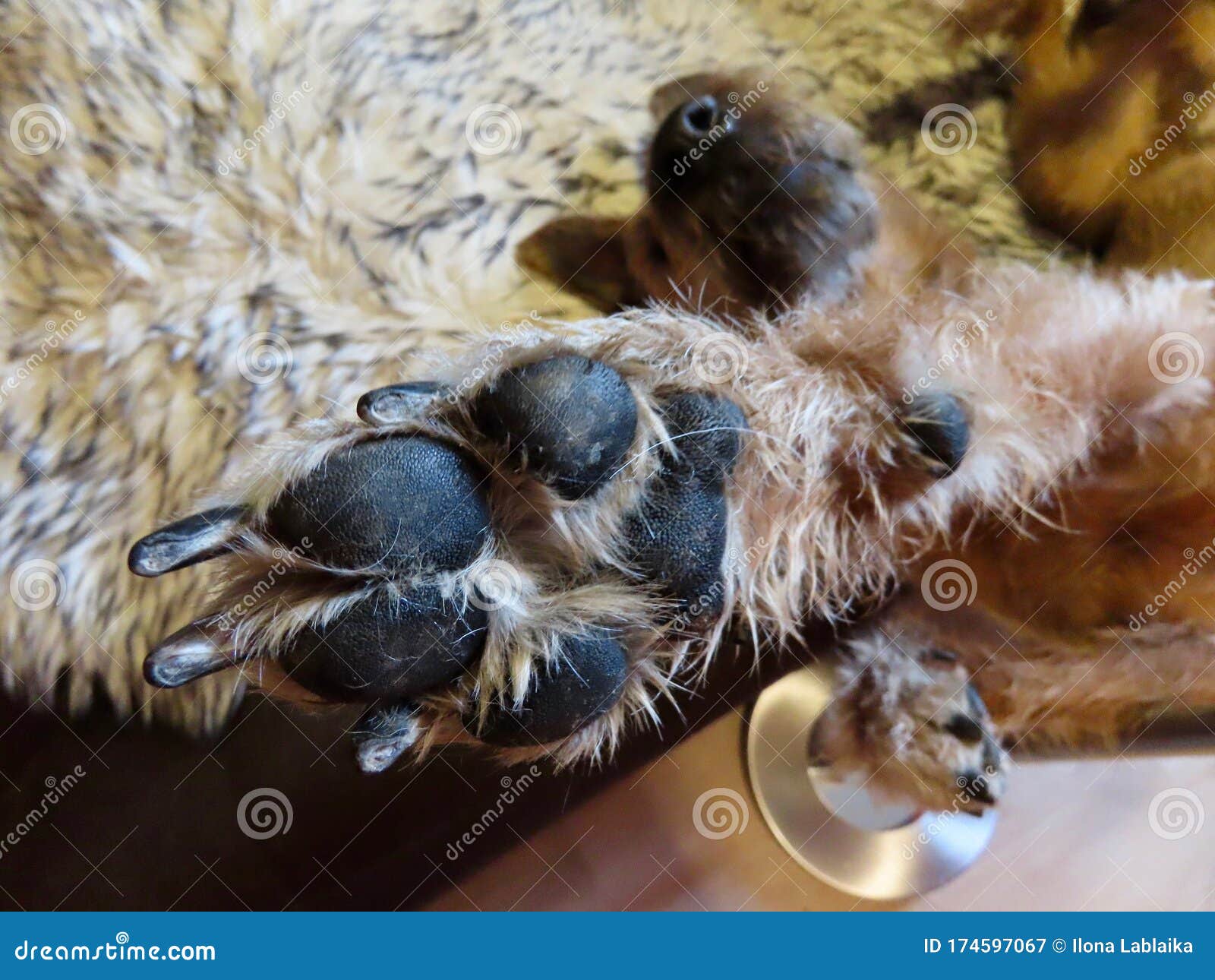 symptom Ib lokalisere Dog paw black pads stock image. Image of irish, quick - 174597067