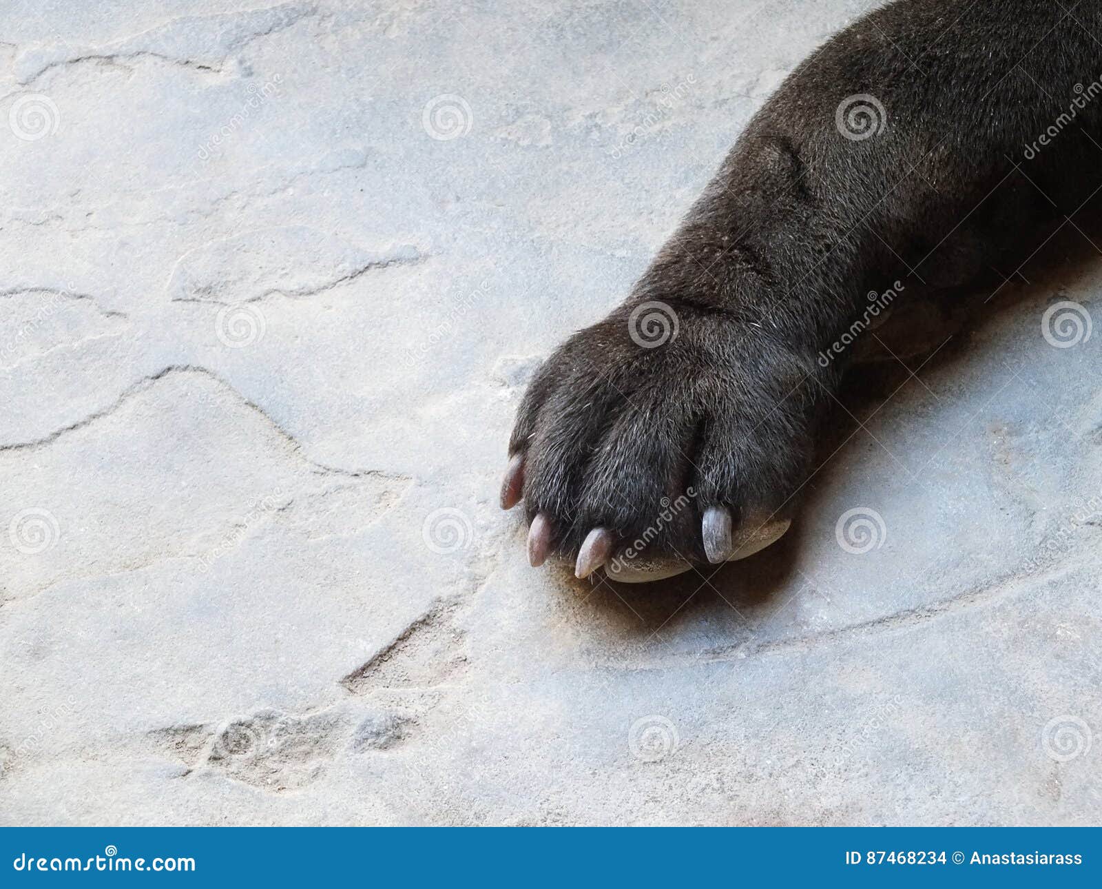 Dog paw stock photo. Image of cute, soft, foot, pawprint 87468234
