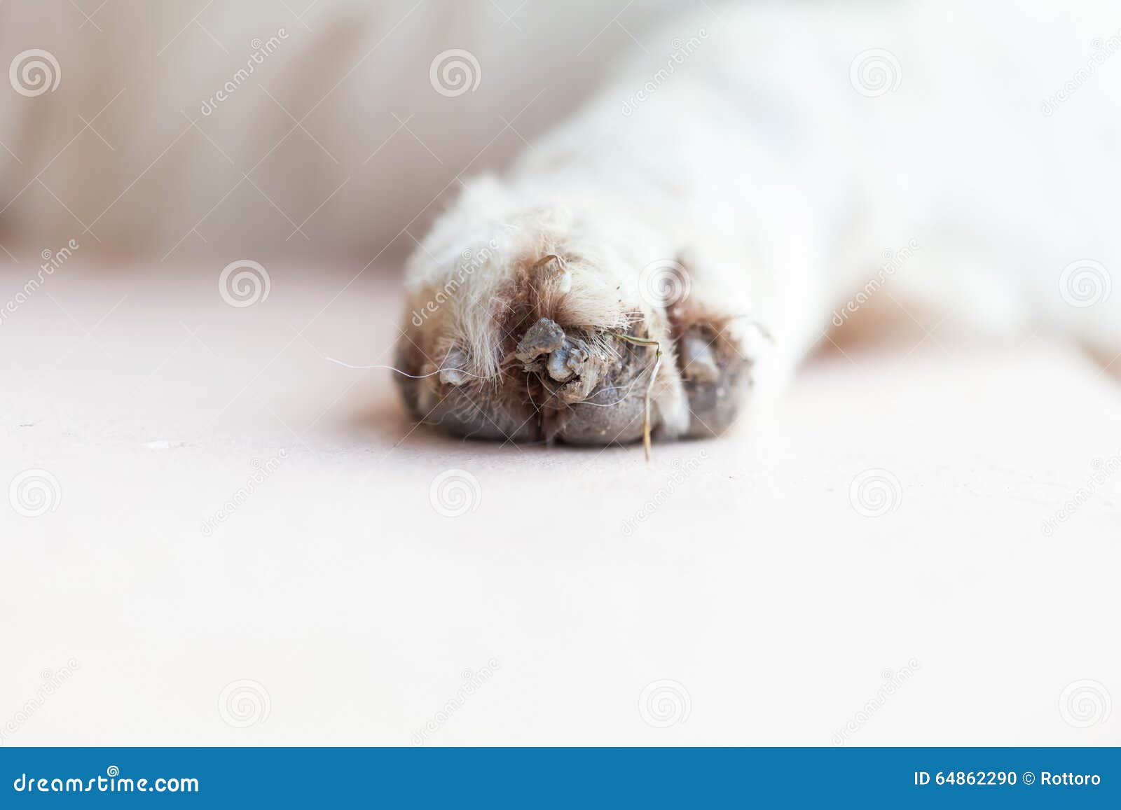 Dog paw stock photo. Image of imprint, skin, foot, footprint 64862290