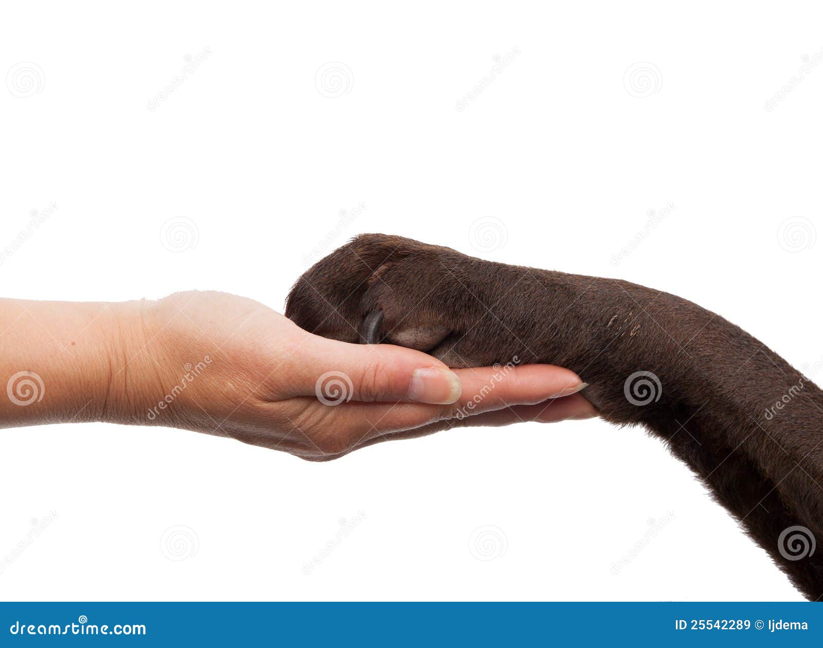 dog paw and human hand doing a handshake