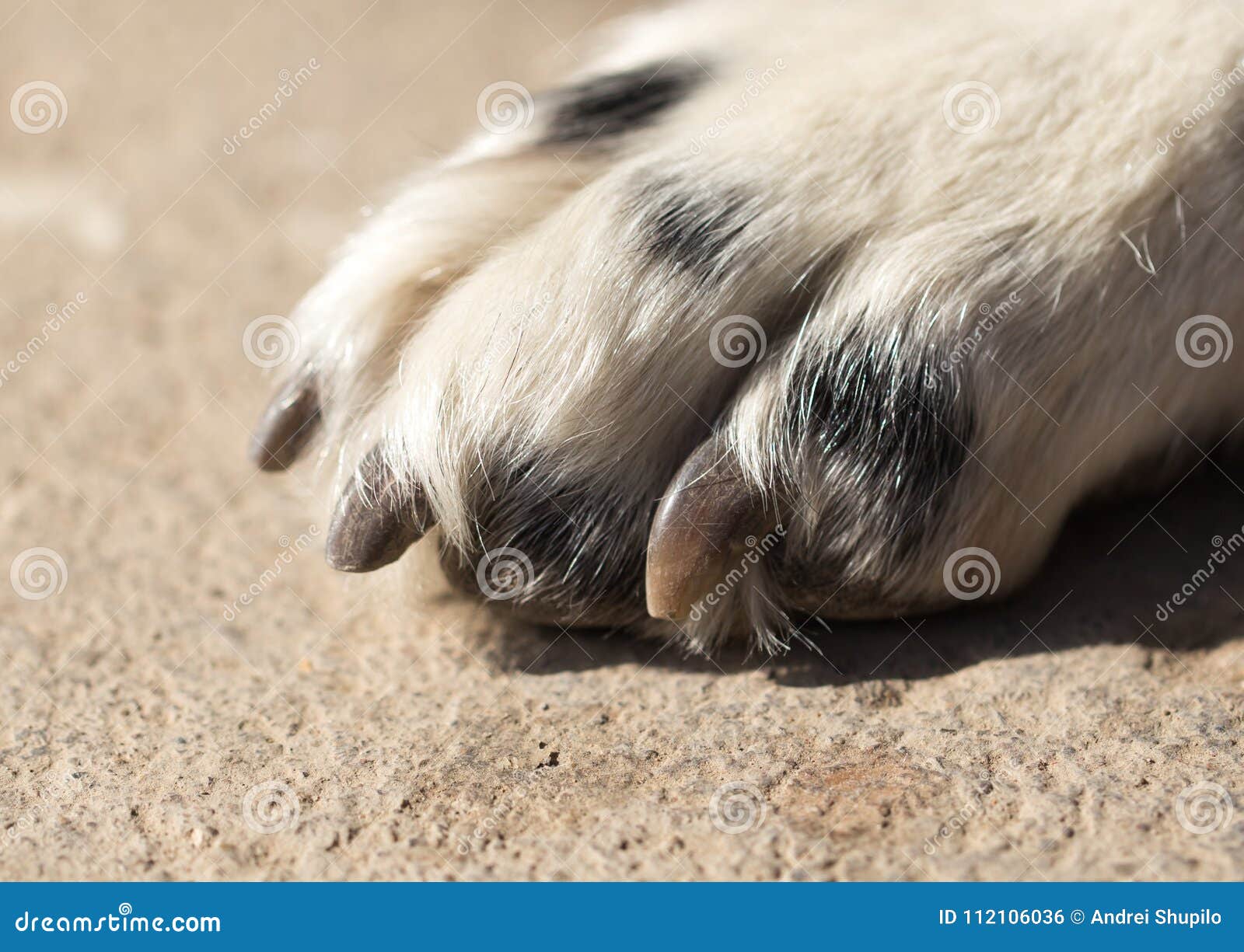 What Are Dog Paws