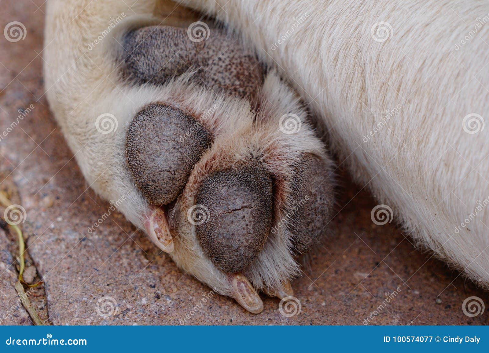 Dog paw stock image. Image of pets, mammals, hair, claws 100574077