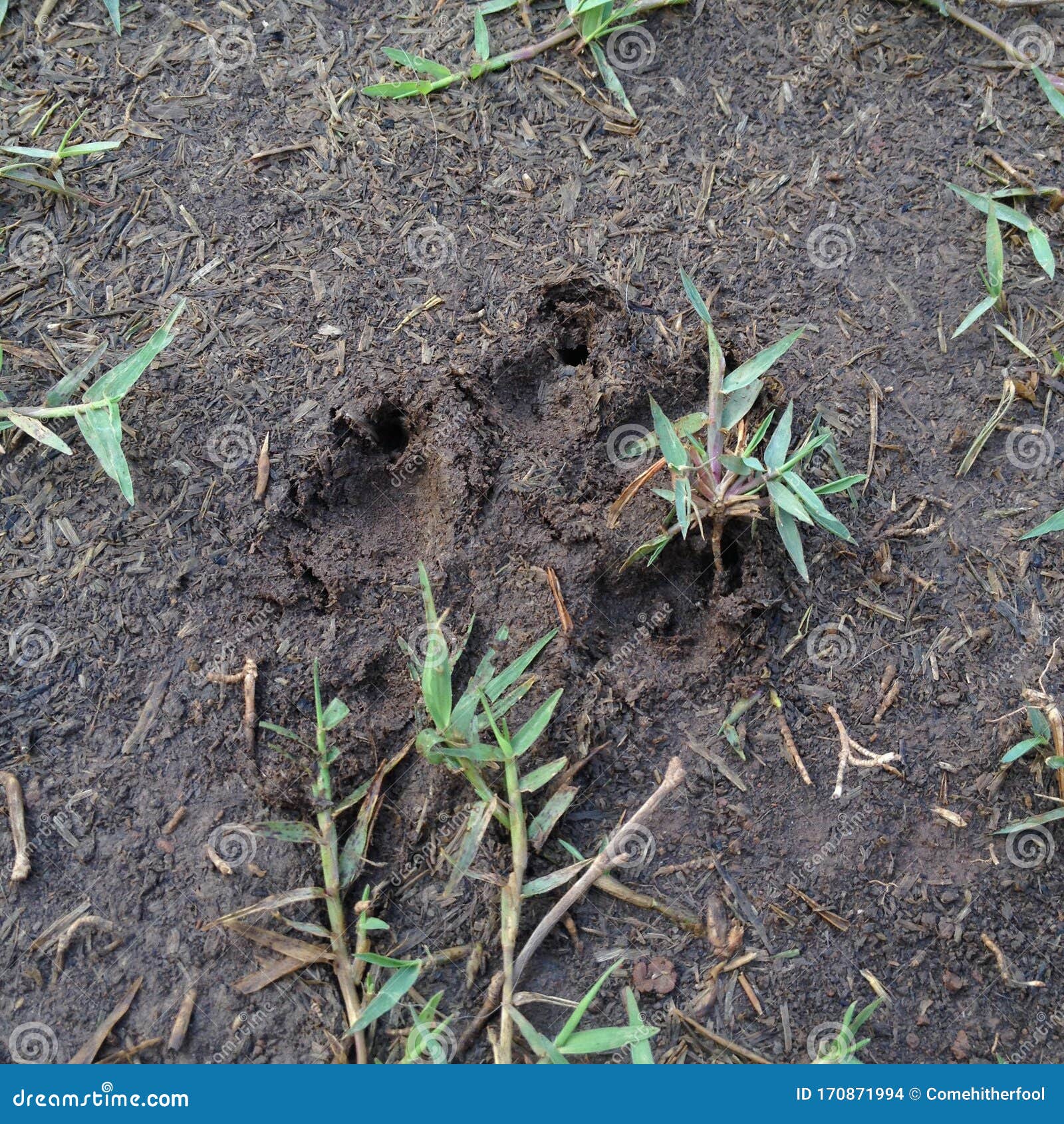 Dog paw print in mud stock photo. Image of print, grass - 170871994