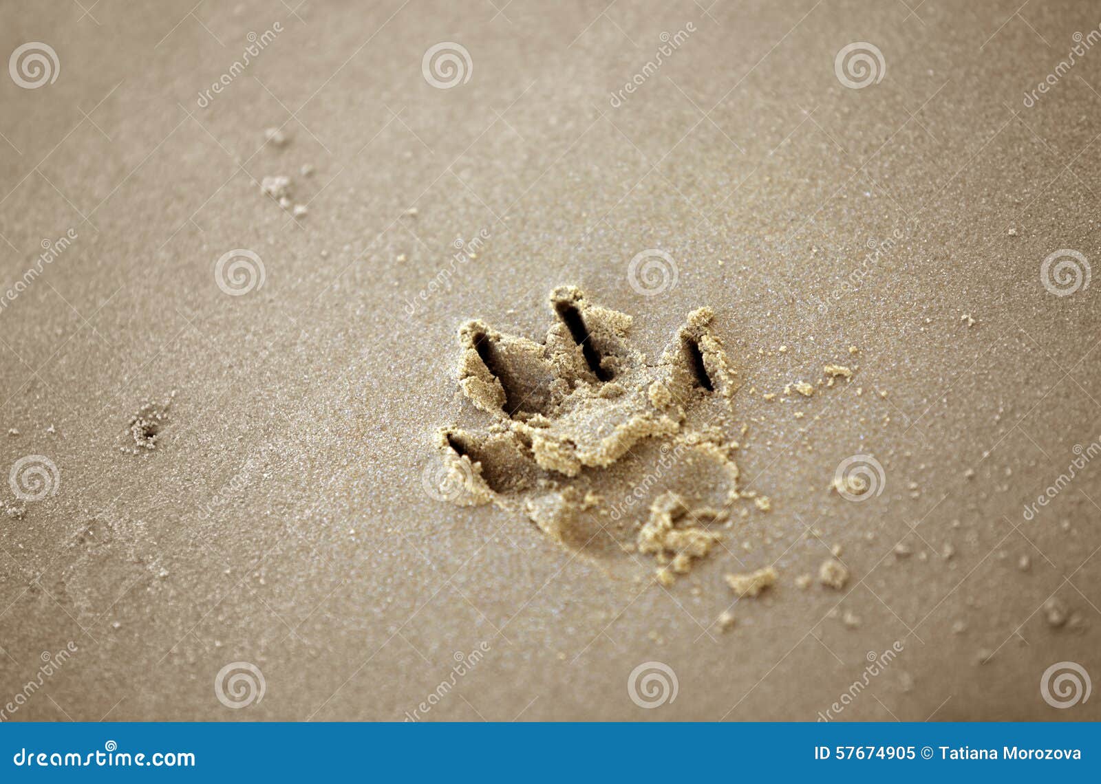 Dog paw print in the sand stock image. Image of sunlight - 57674905