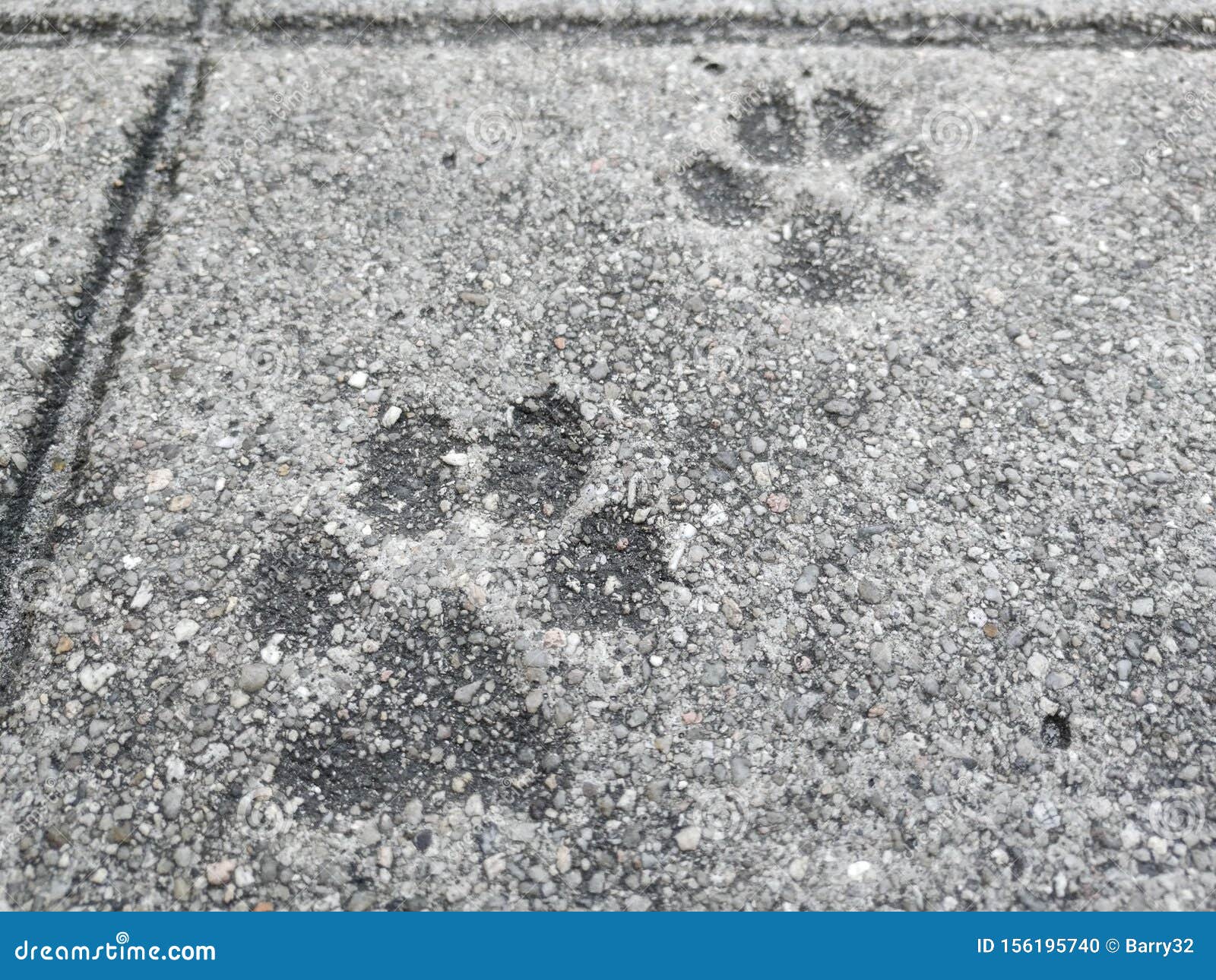 Dog Paw Prints or Footprints, Left by a Dog in the Concrete Pavement
