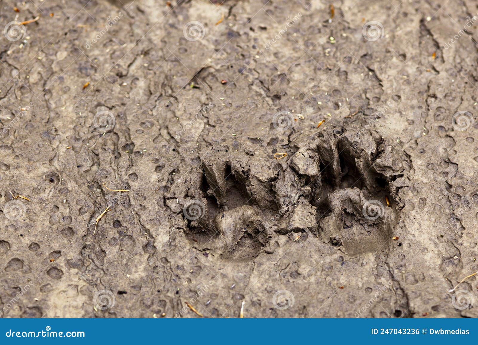 Paw prints in the mud stock photo. Image of space, track - 247043236