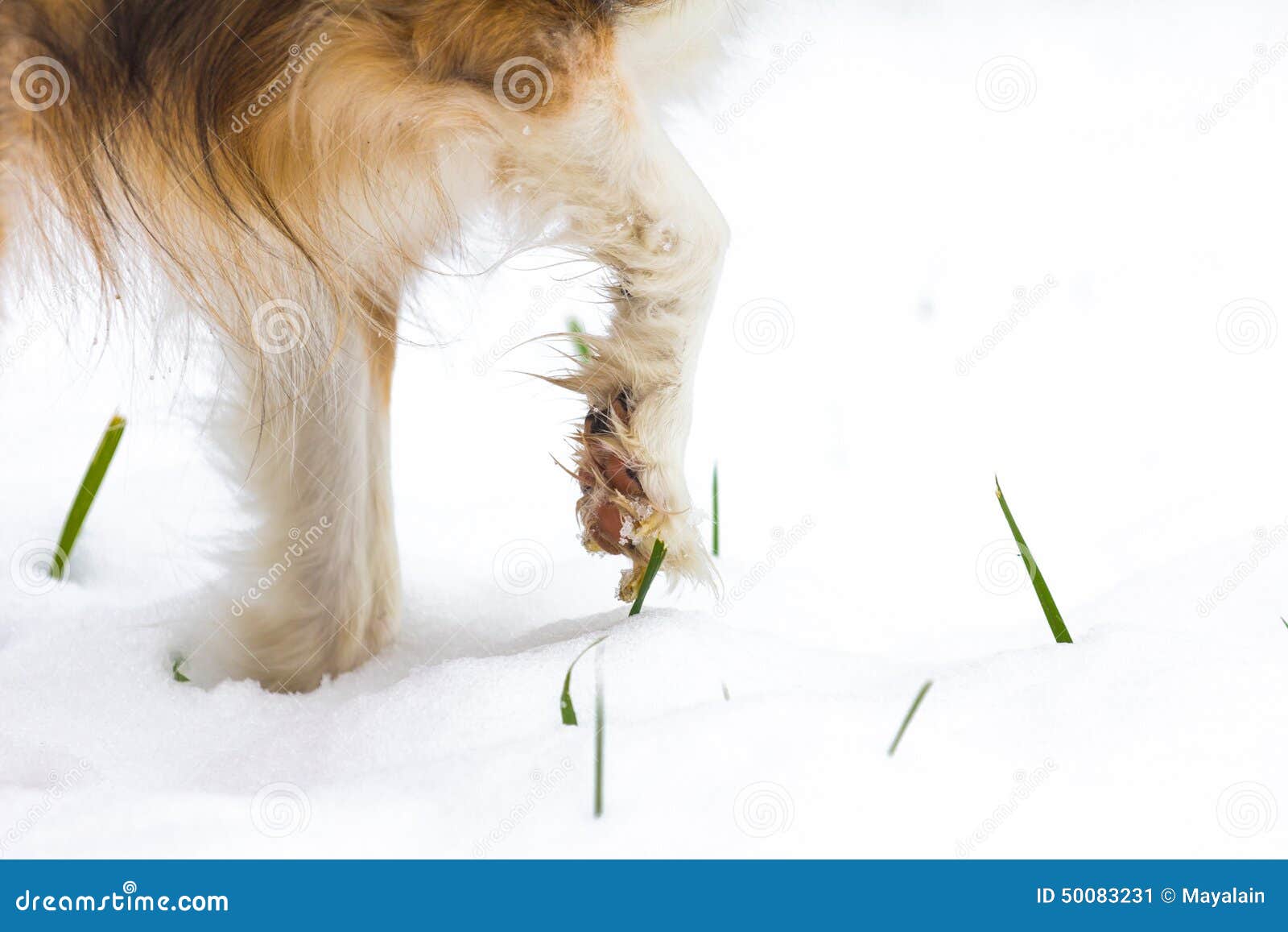 Dog paw in the snow stock image. Image of seasonal, animal 50083231