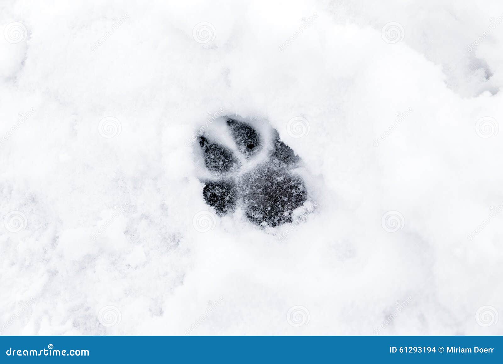 Dog paw in the Snow stock photo. Image of animal, print 61293194