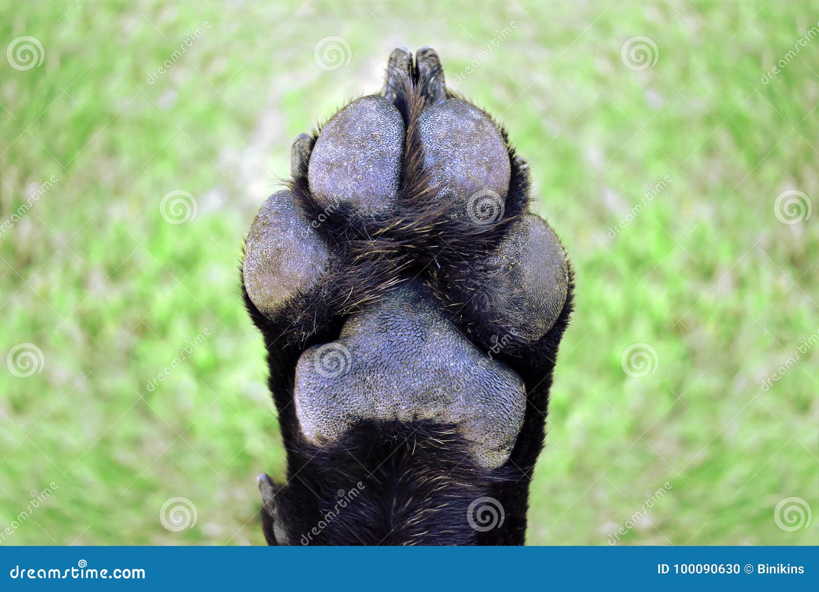 Dog Paw stock photo. Image of animal, five, bull, muddy 100090630