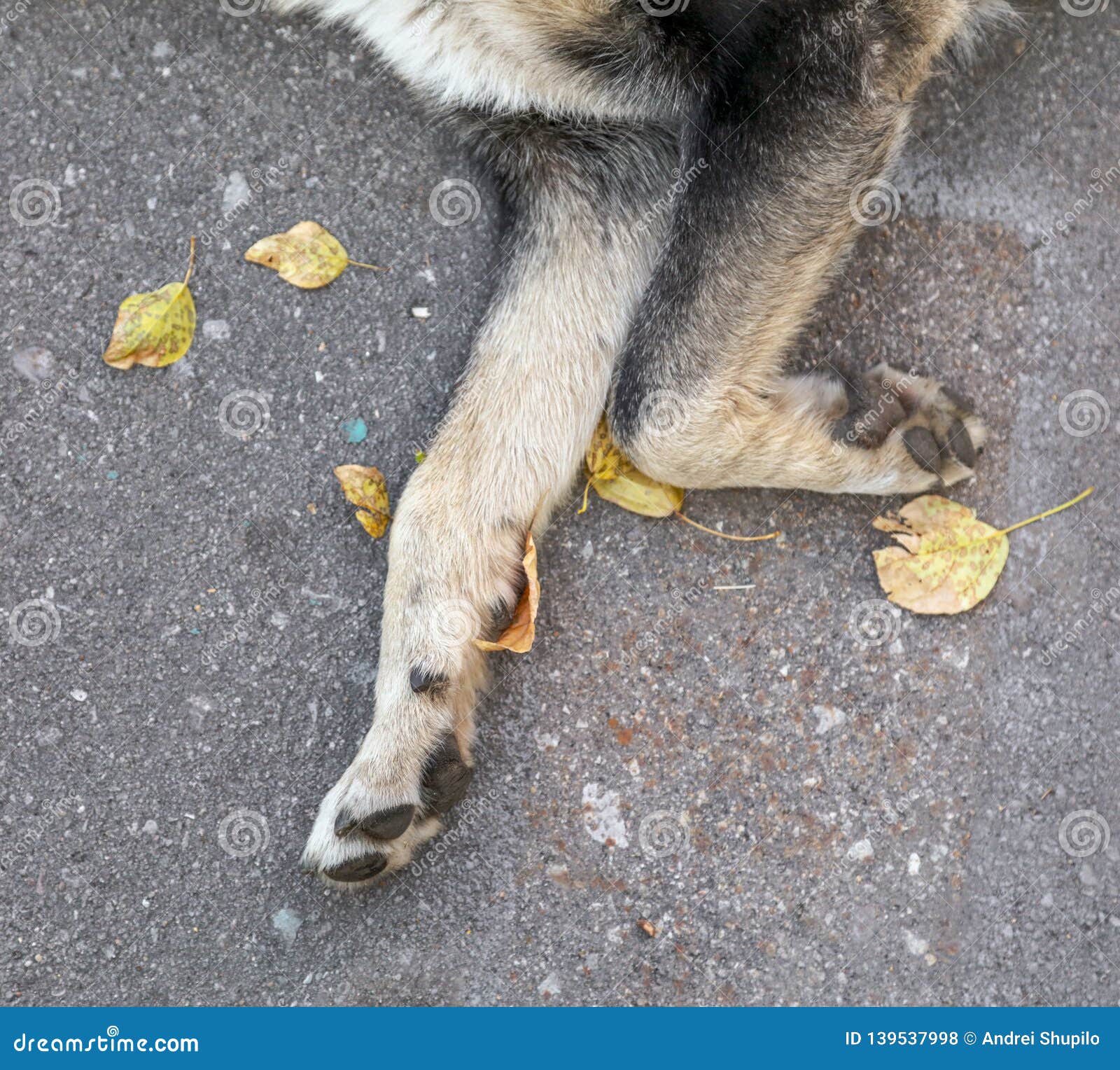 Dog paws on asphalt road stock photo. Image of stray 139537998