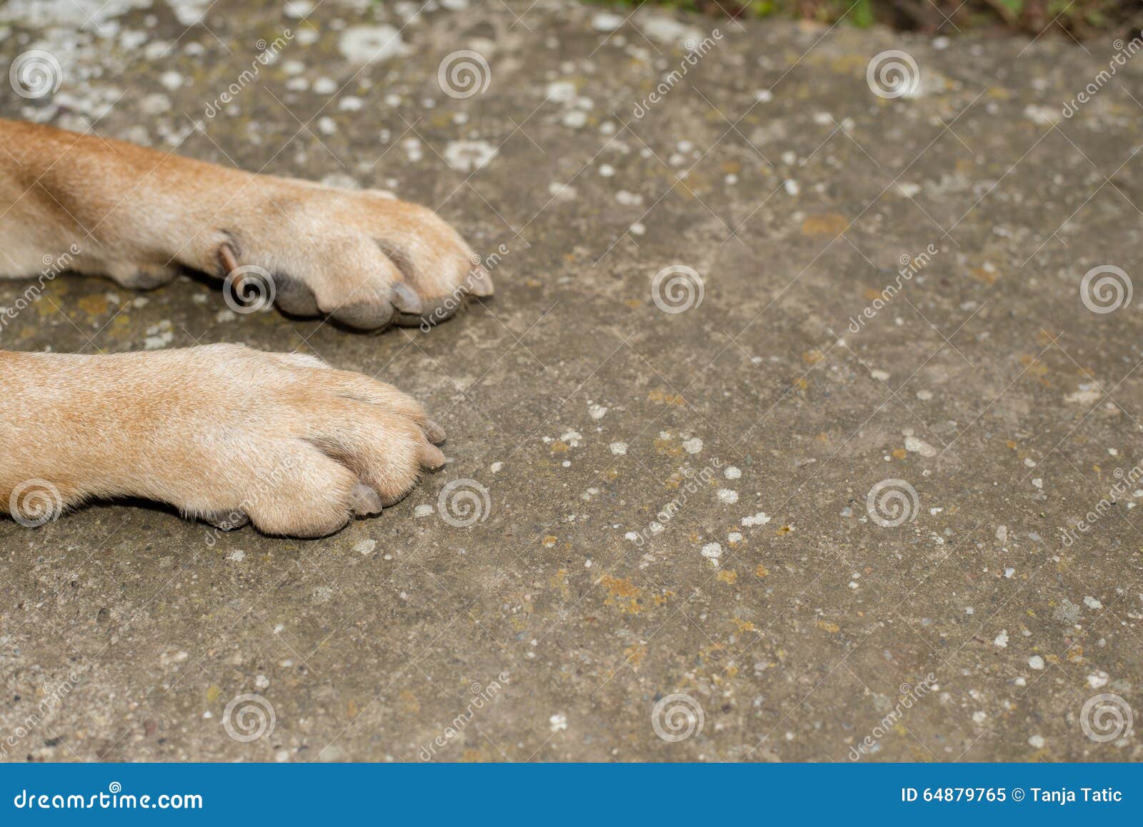 Dog paws stock image. Image of pile, beauty, paws, play 64879765