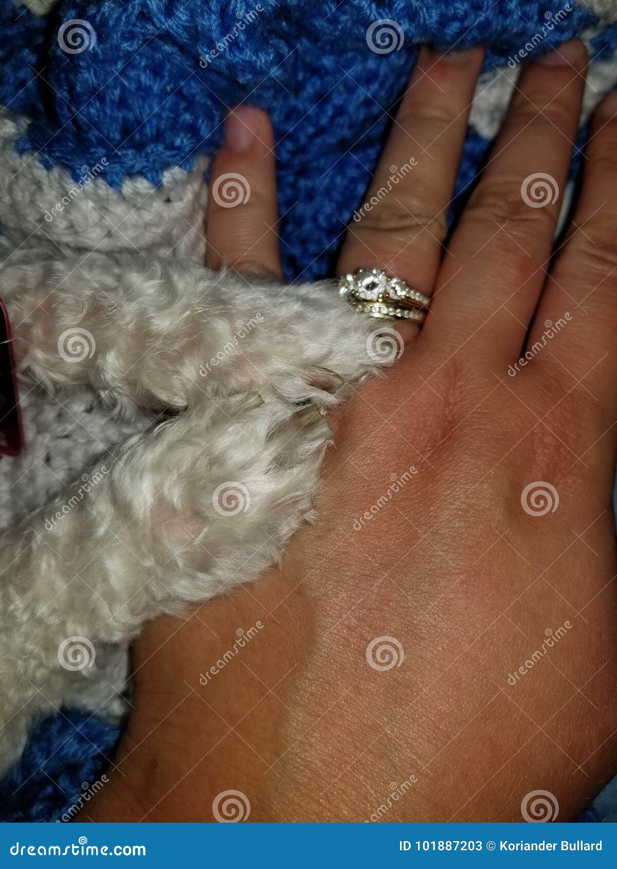 Dog paws on hand. Dog paws on a human hand with wedding rings