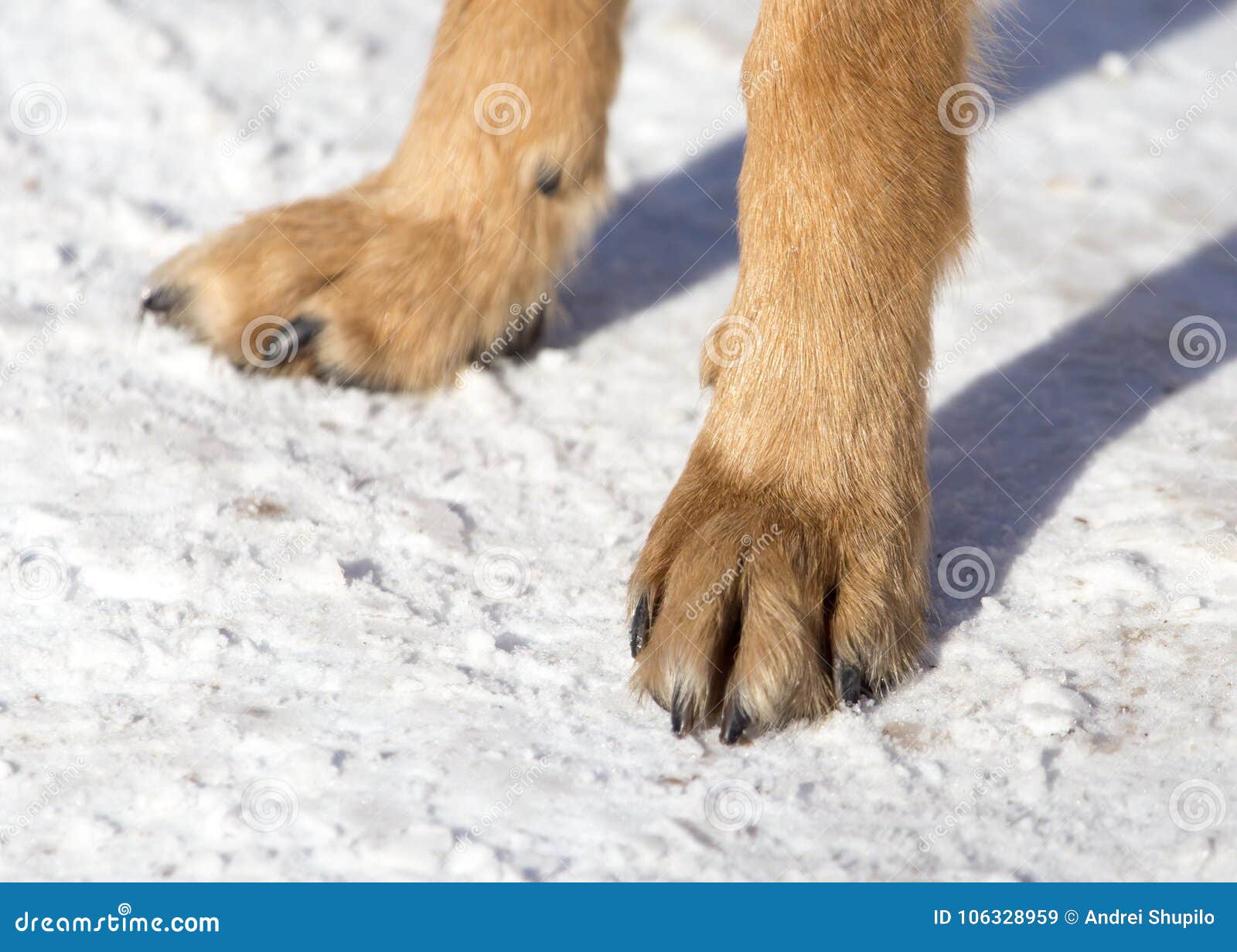 dog paws on nature in winter