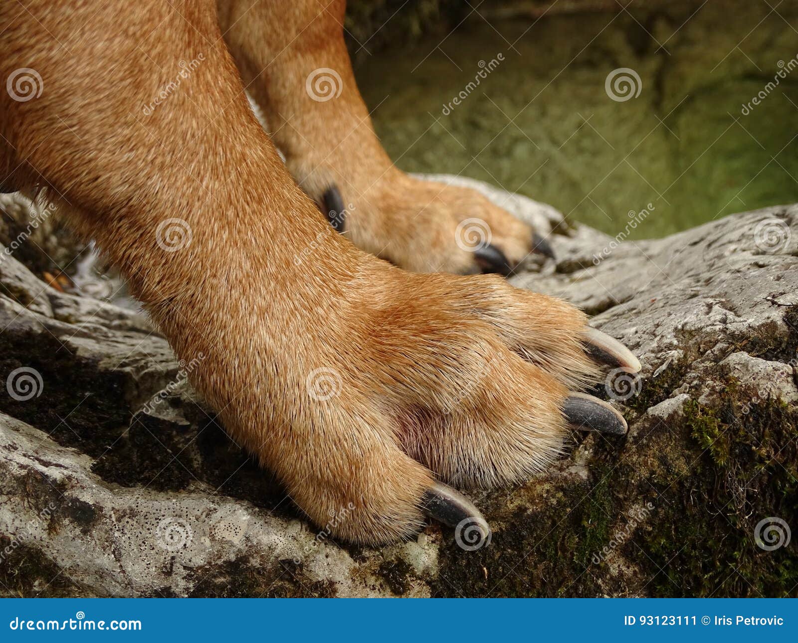 Rhodesian ridgeback store feet