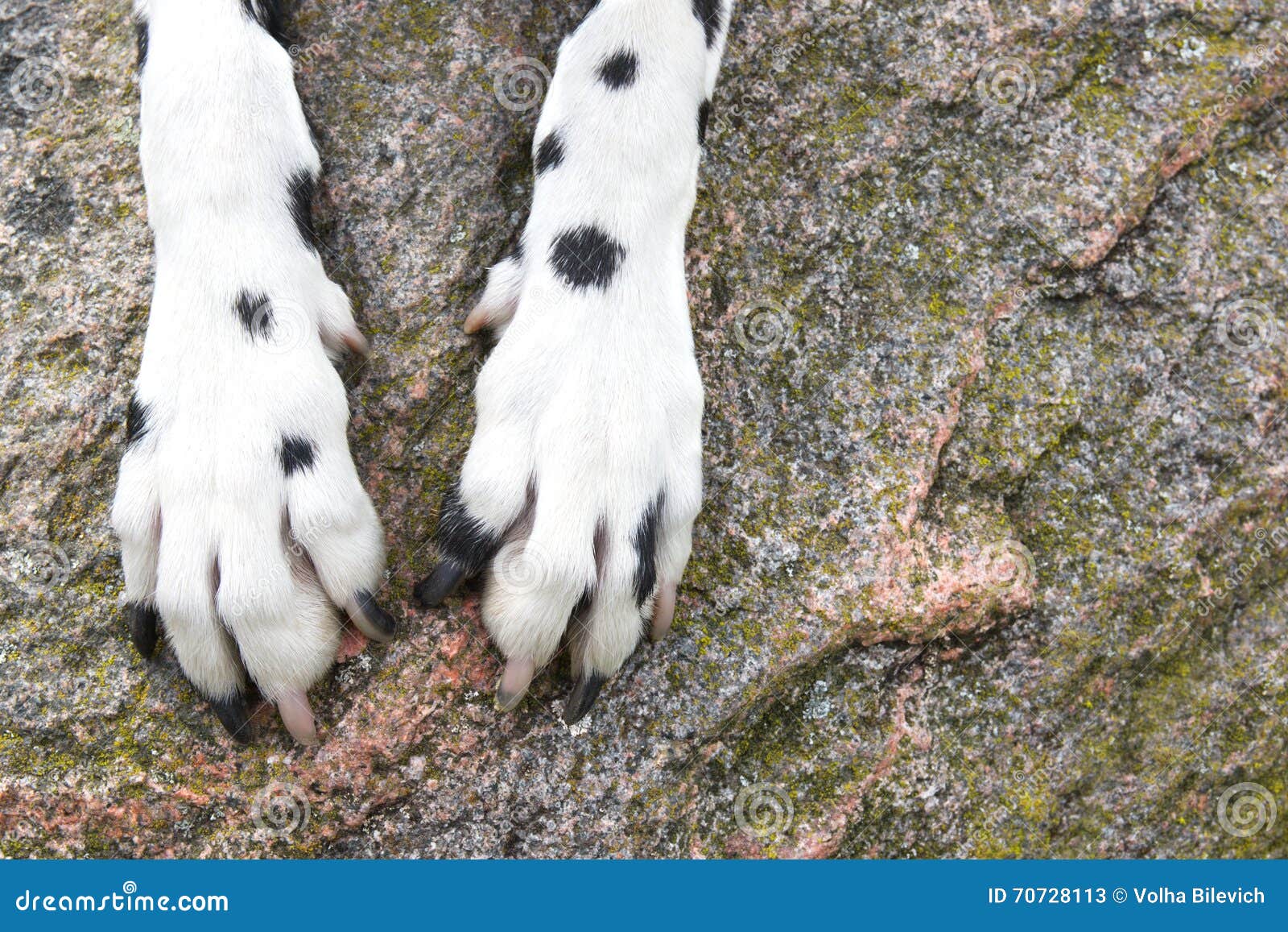 Dog Paws are on the Stone Texture Stock Image Image of partnership
