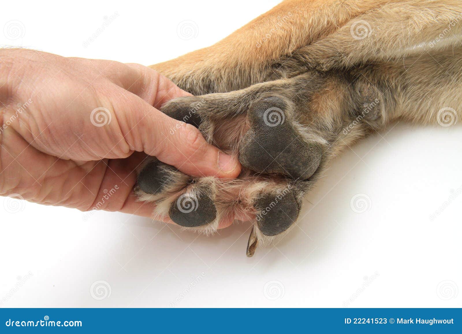 dog paws on white background