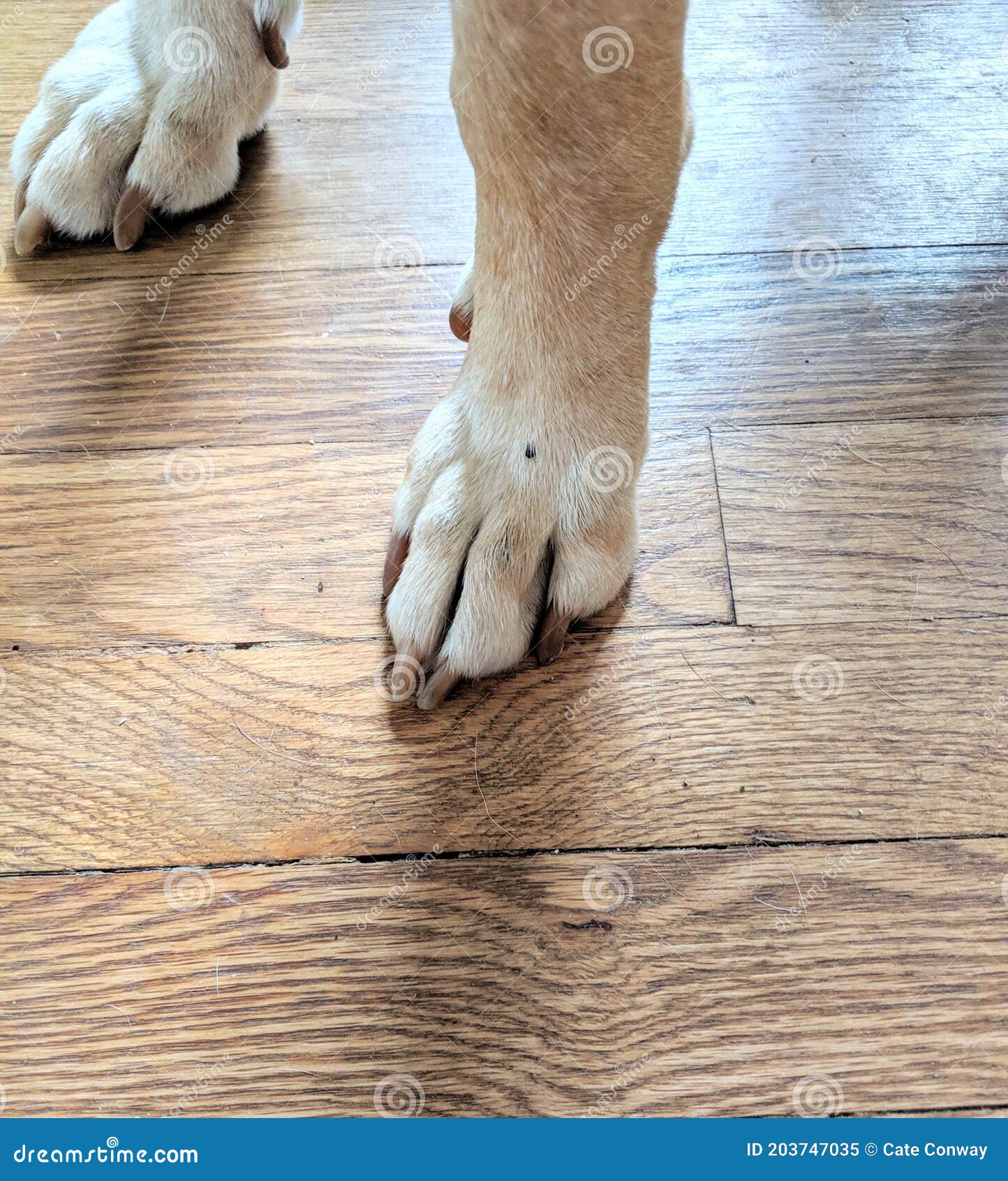 Dog paws on wood floor stock image. Image of paws, finger 203747035