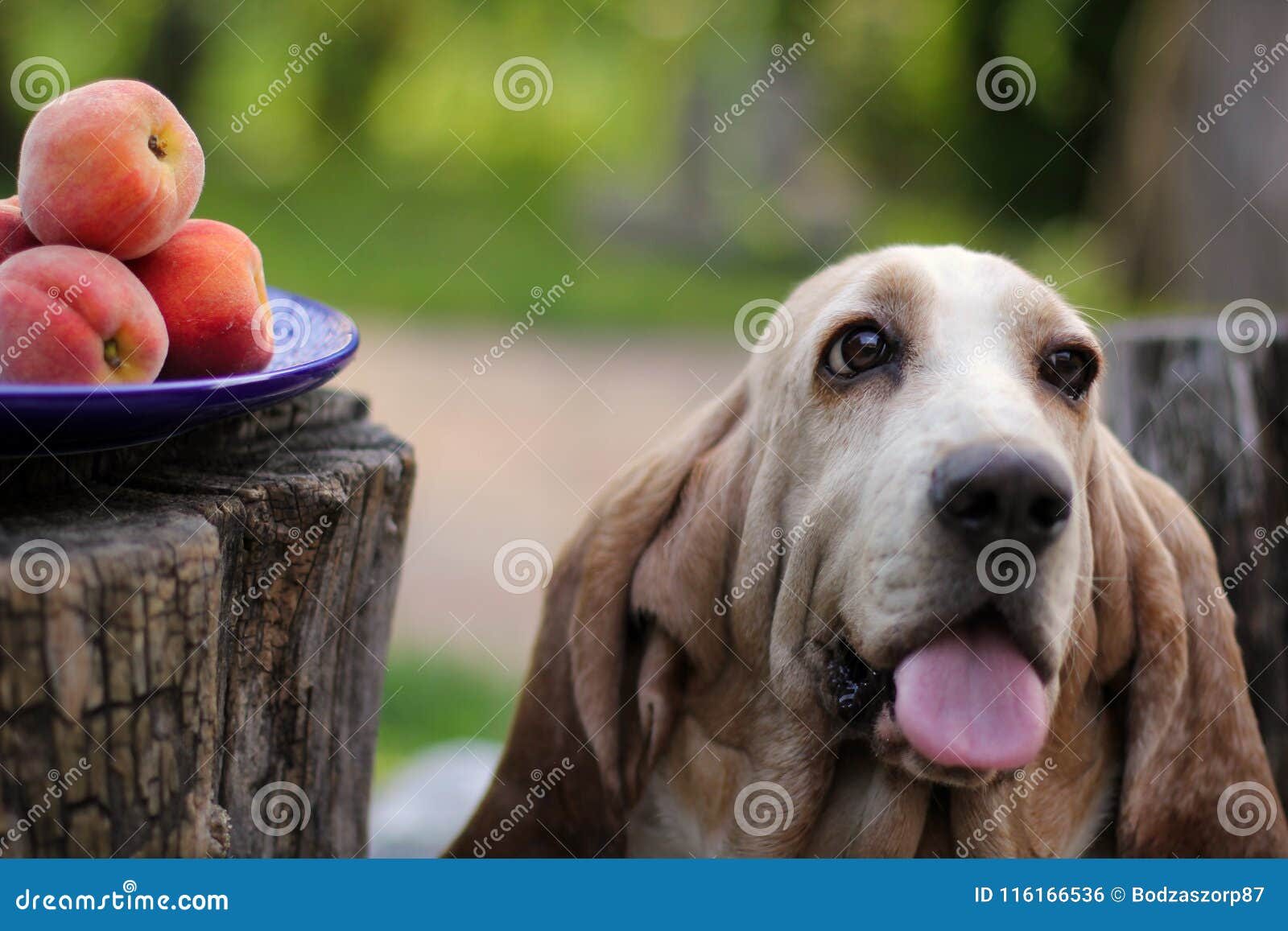 Dog and peaches stock photo. Image of adorabe, looking 116166536