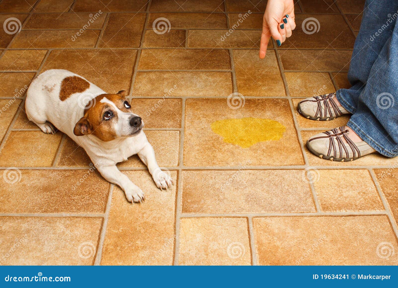 Understand puppy pees multiple times recommend Puppy pees multiple times consider