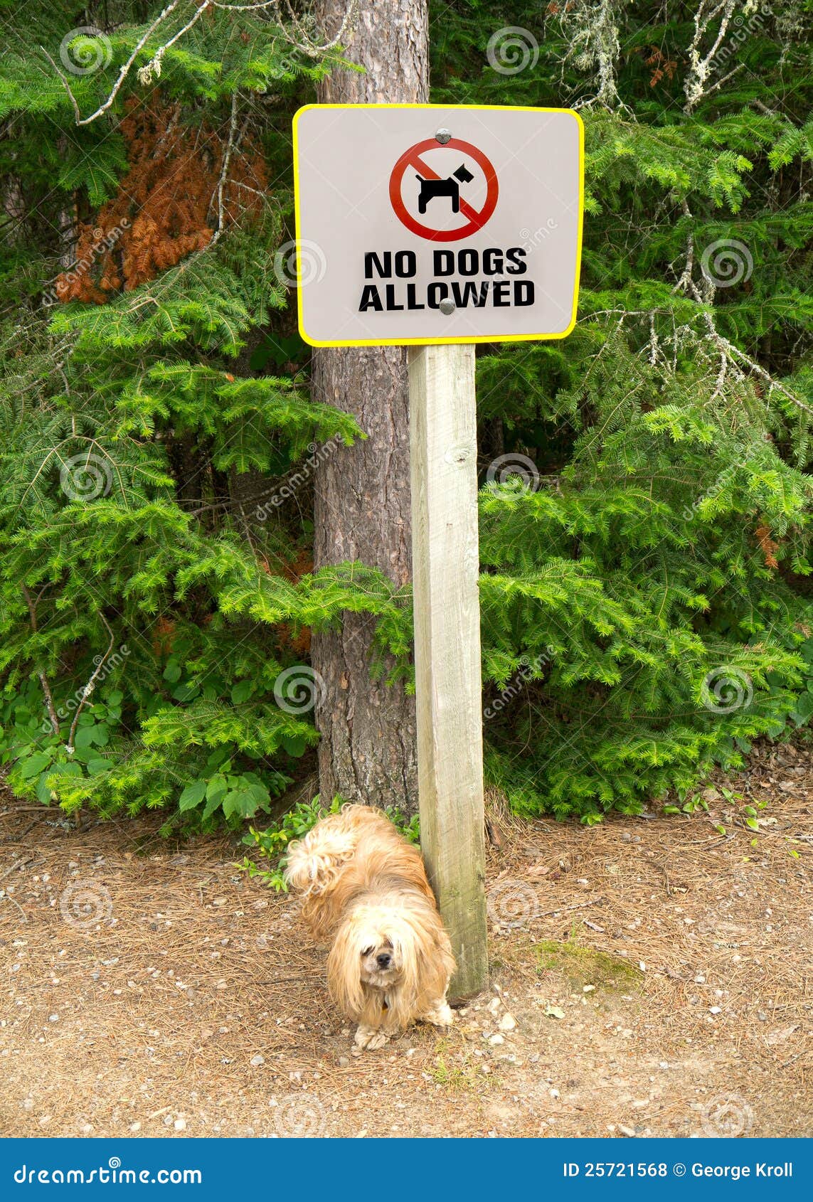 no dog sign