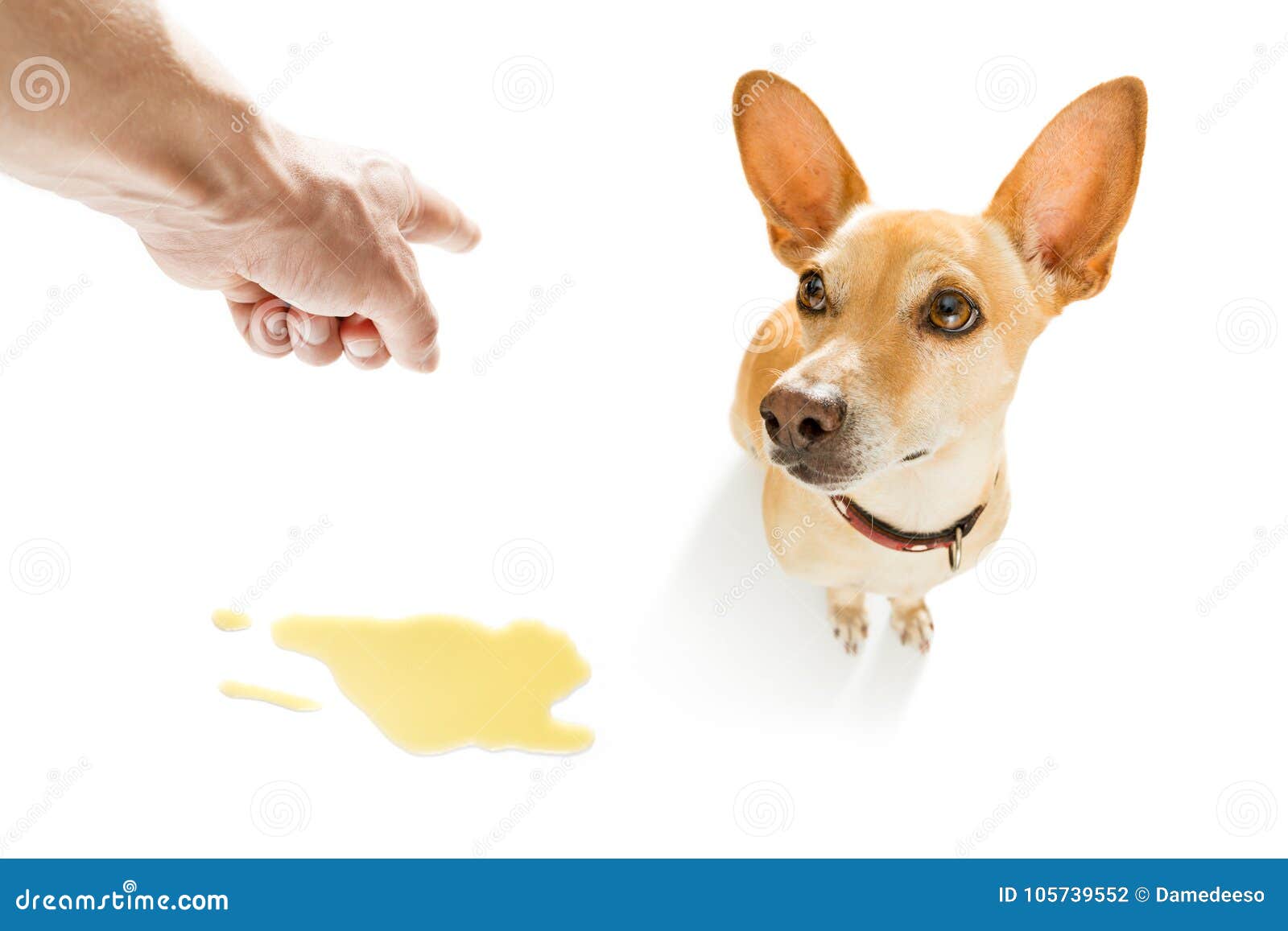 Dog Pee Urine On The Floor Stock Photo Image Of Obedience 105739552