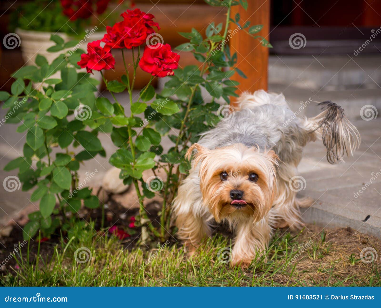 Dog peeing on flowers stock image. Image of flowers, house 91603521