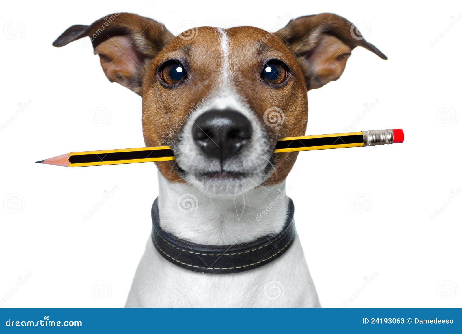 Dog with pencil and eraser stock image. Image of gummi 24193063