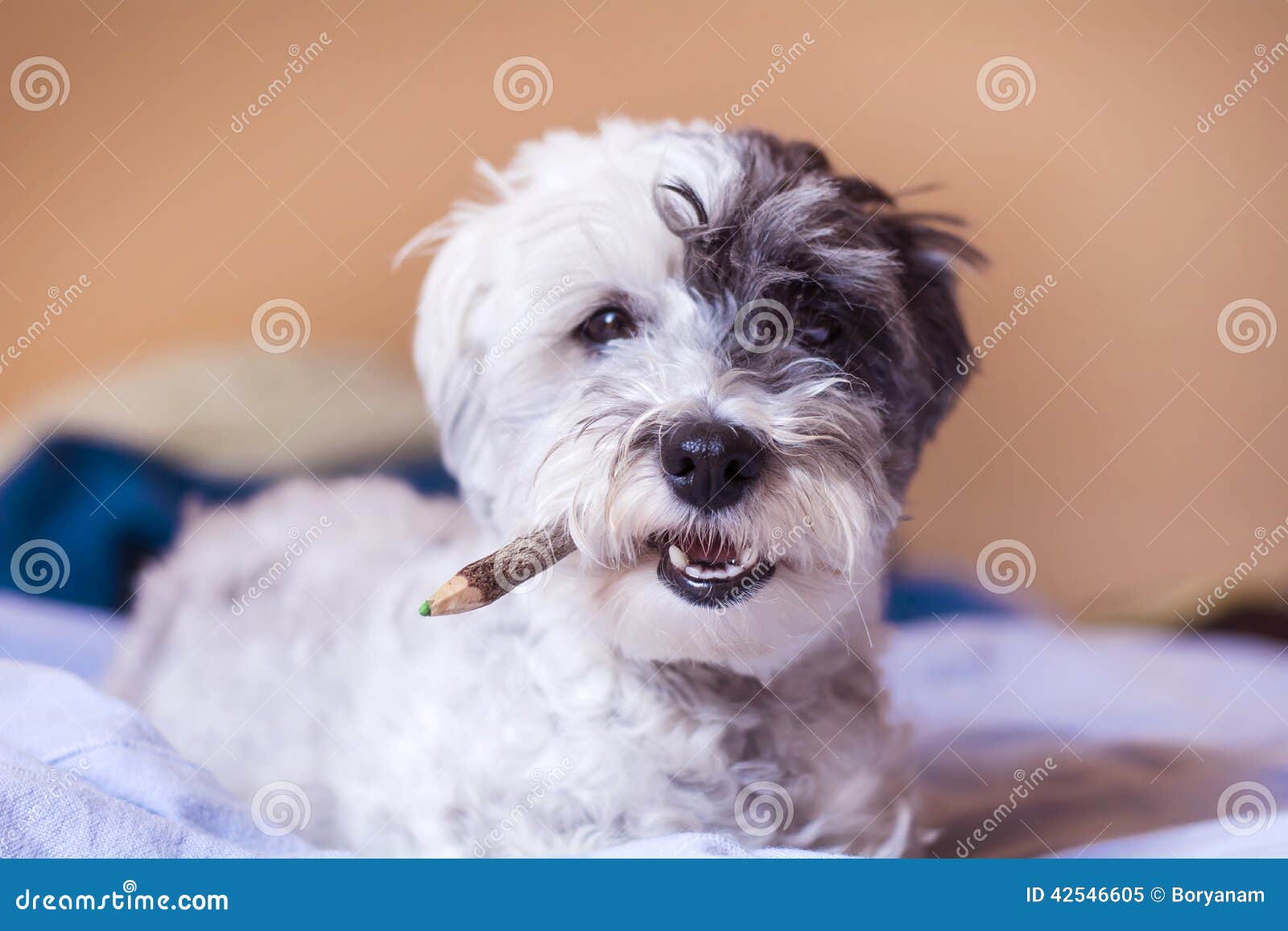 Dog with Pencil in the Mouth Stock Image - Image of white, posing: 42546605