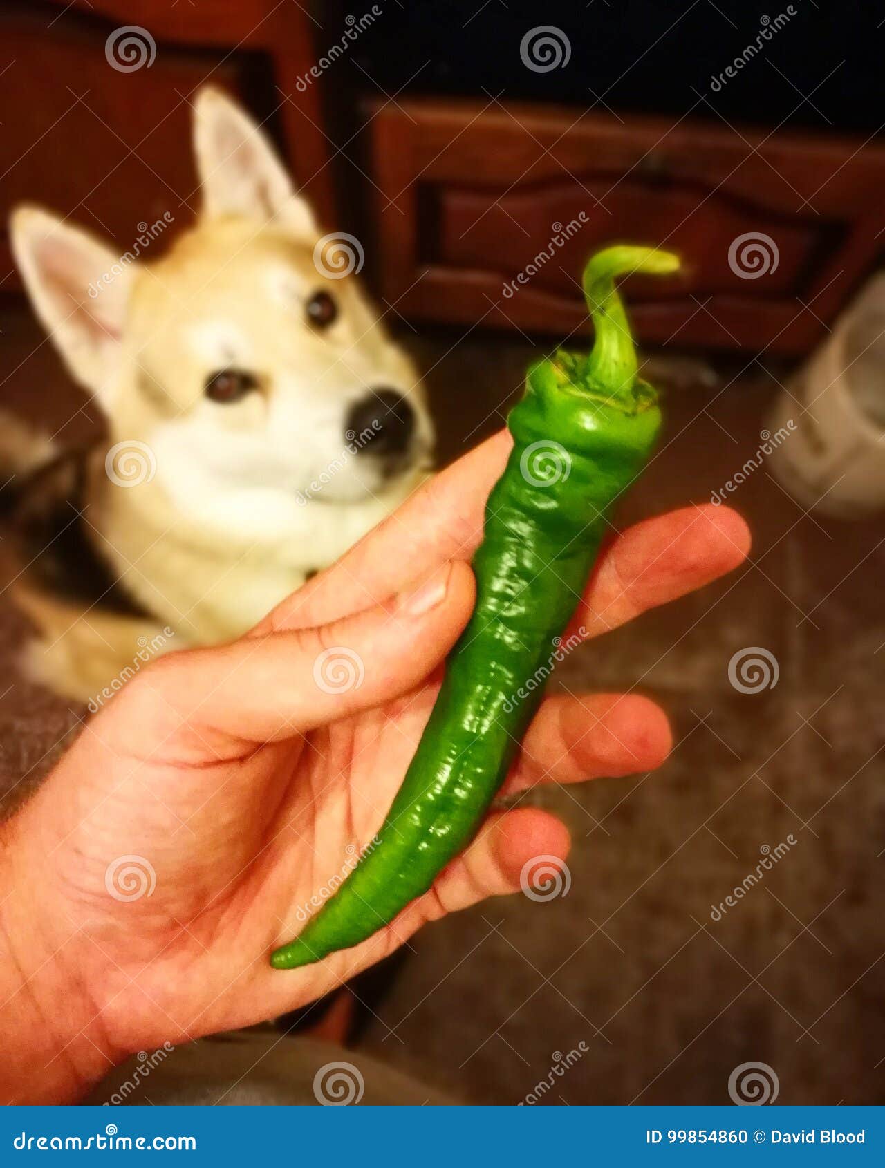 Dog and pepper stock photo. Image of pepper, capsicum 99854860