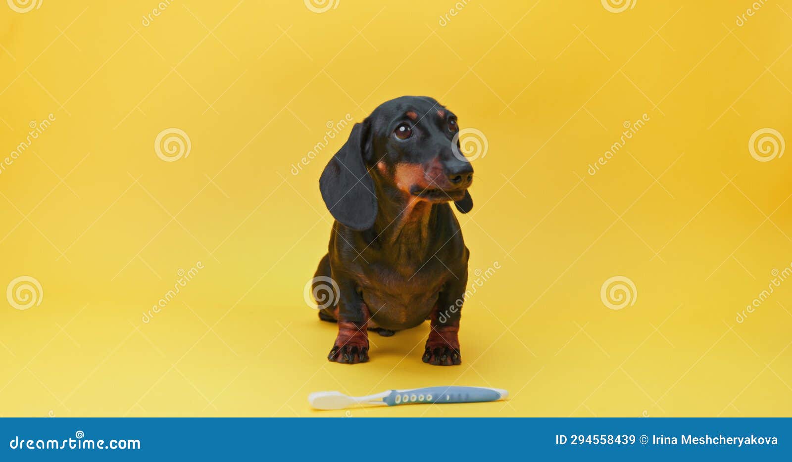 Dog Performs Trick, Handler Command Holds Toothbrush in Mouth, Puts it