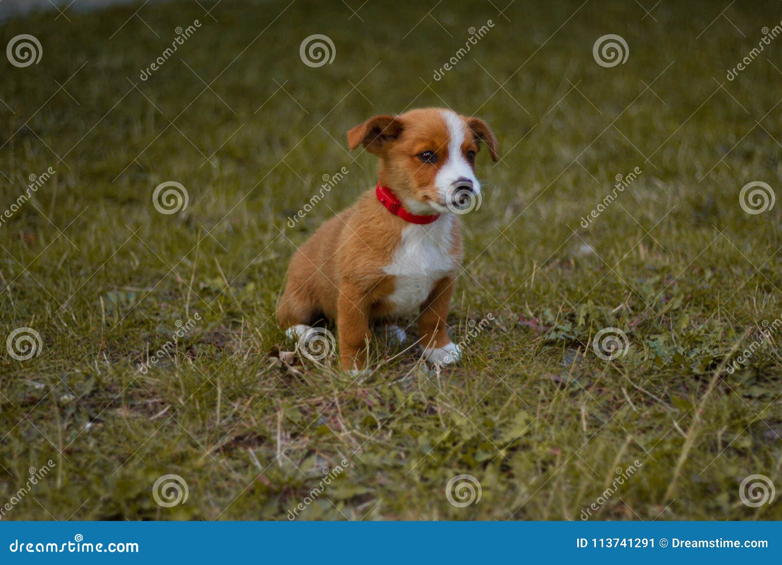 dog, pet, animal, puppy, terrier, cute, jack russell terrier, beagle, canine, grass, white, brown, jack, russell, jack russell, br