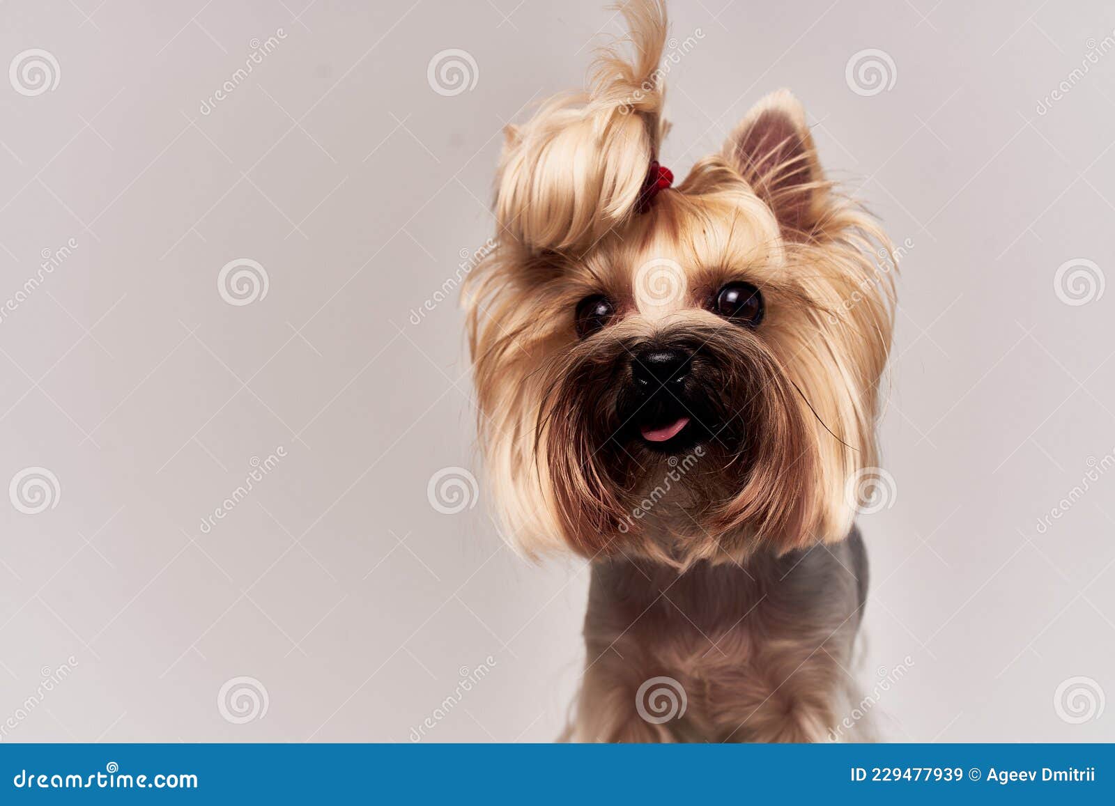 dreaming of dogs download dreaming of dogs download