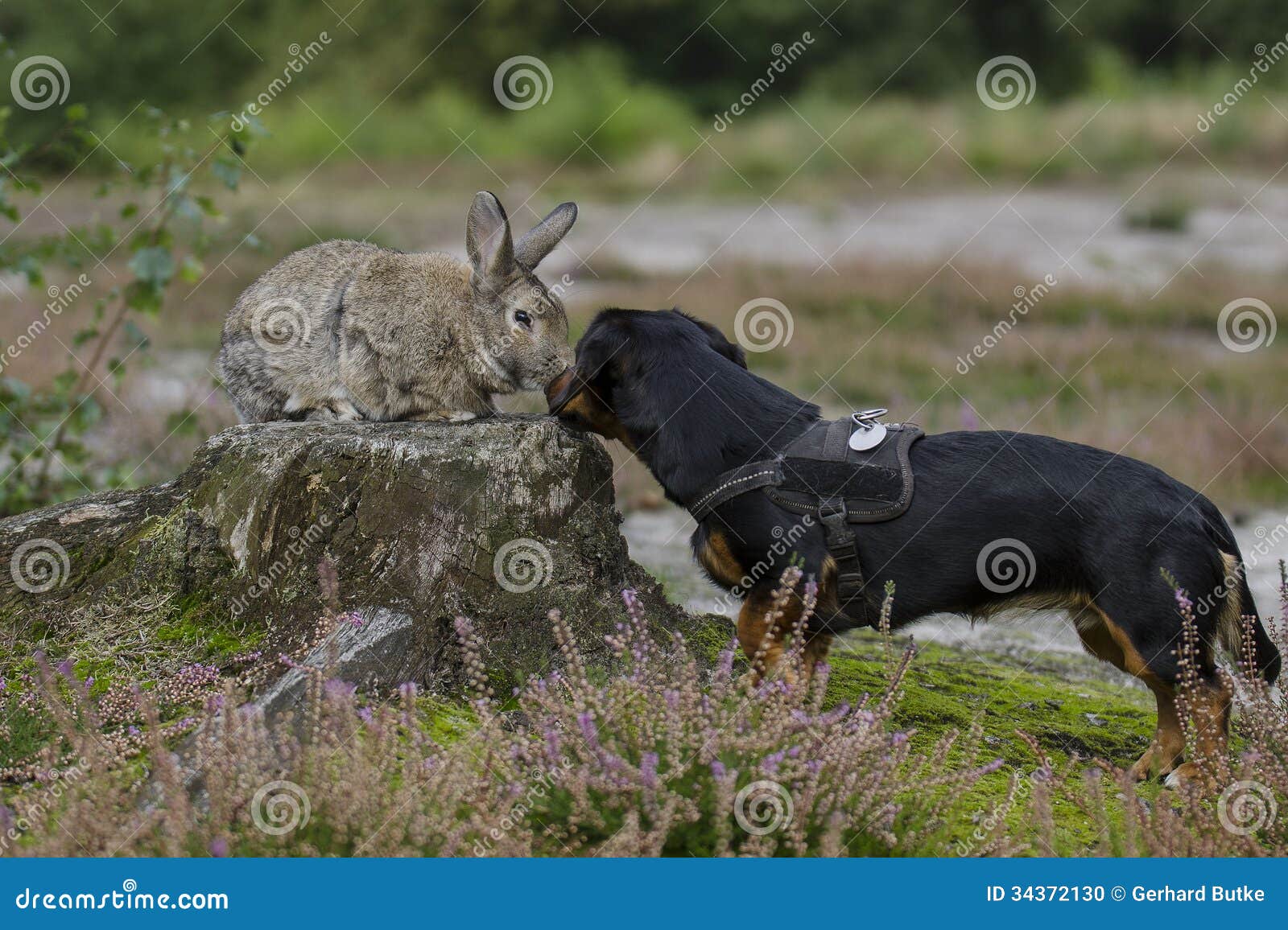 Dog and pet rabbit stock photo. Image of outdoors, puppy 34372130