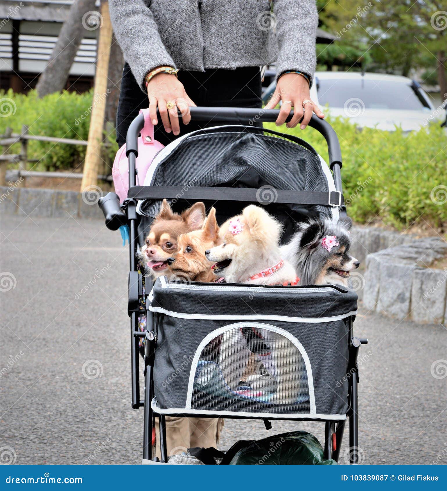pet carriages