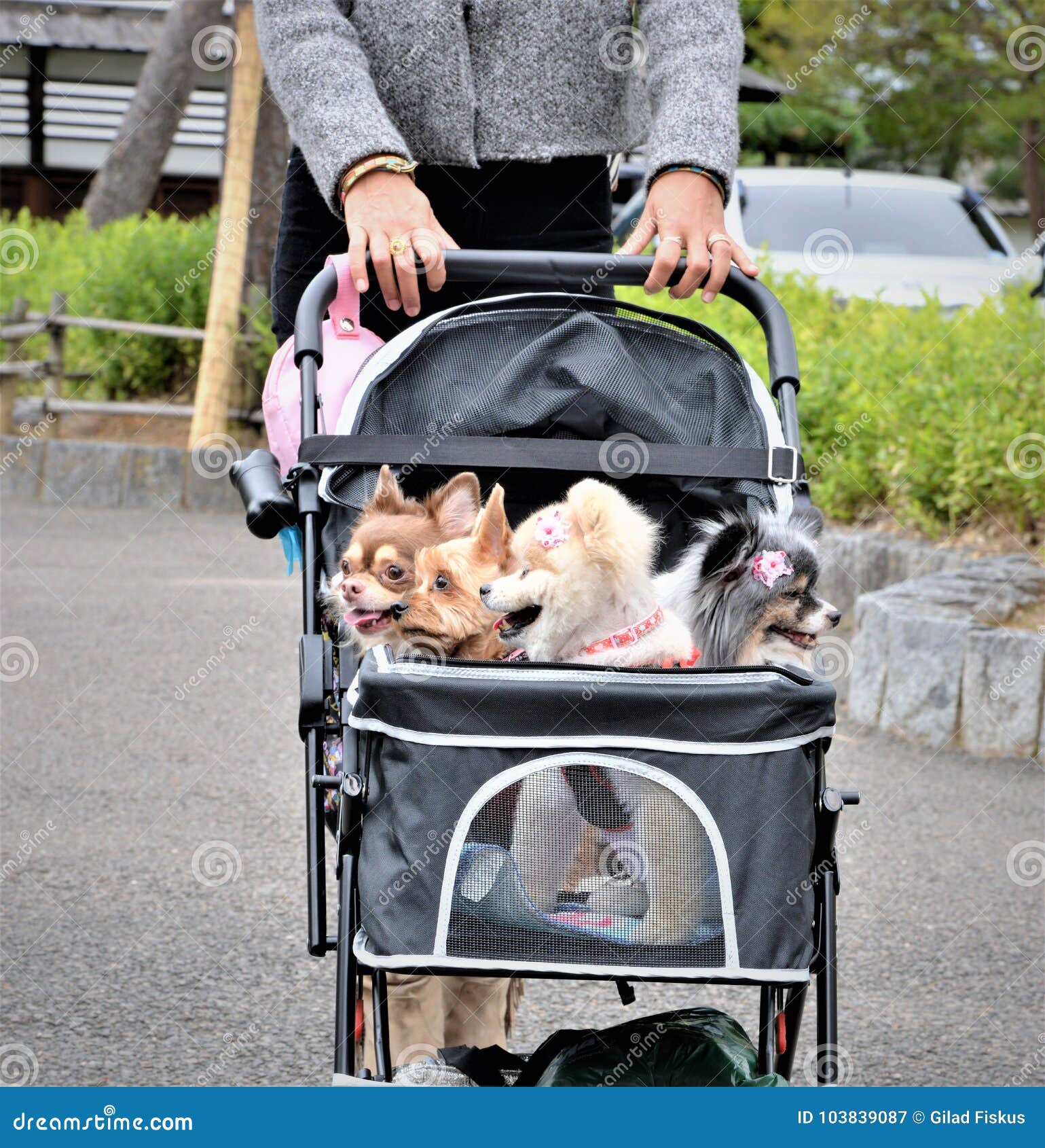 dog in baby carriage