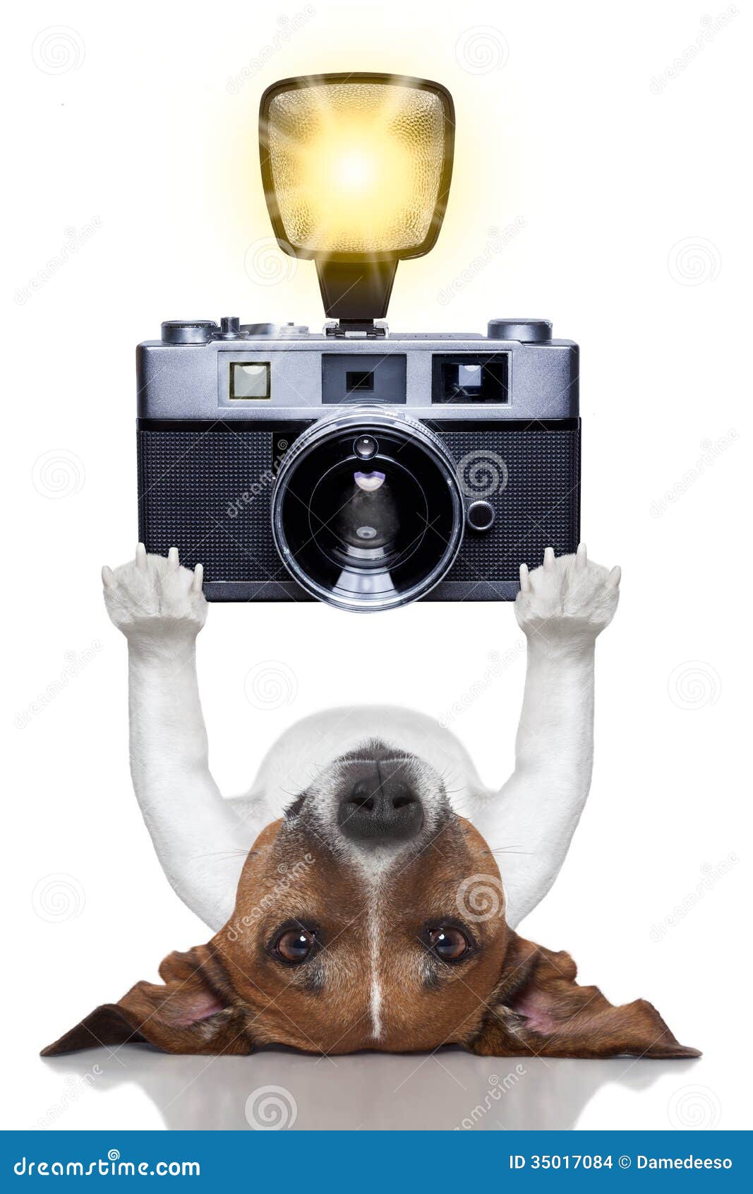 dog photographer