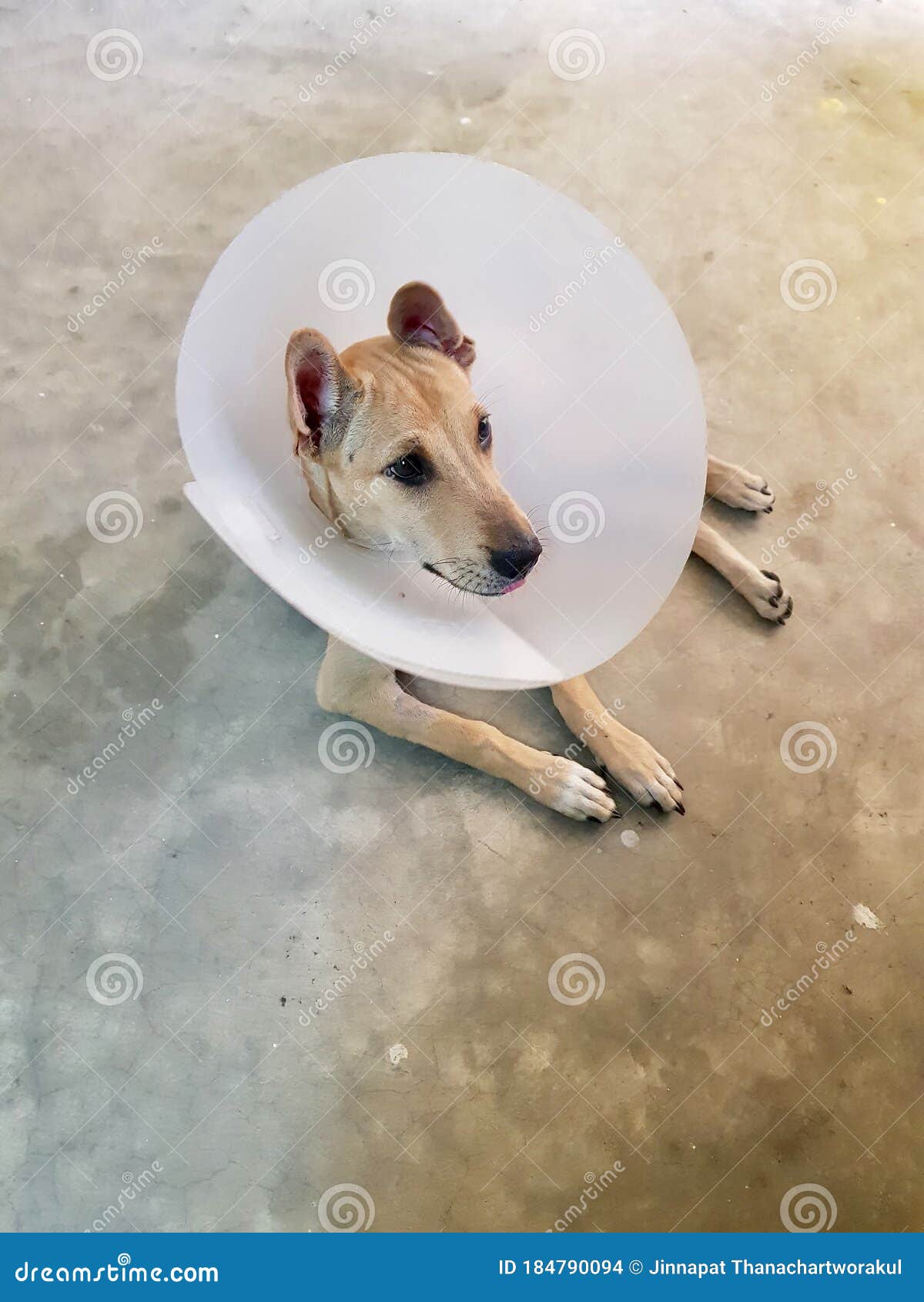 Dogs Wear Head Covers To Prevent Licking the Wound. Stock Photo - Image of  funnel, injury: 184790094